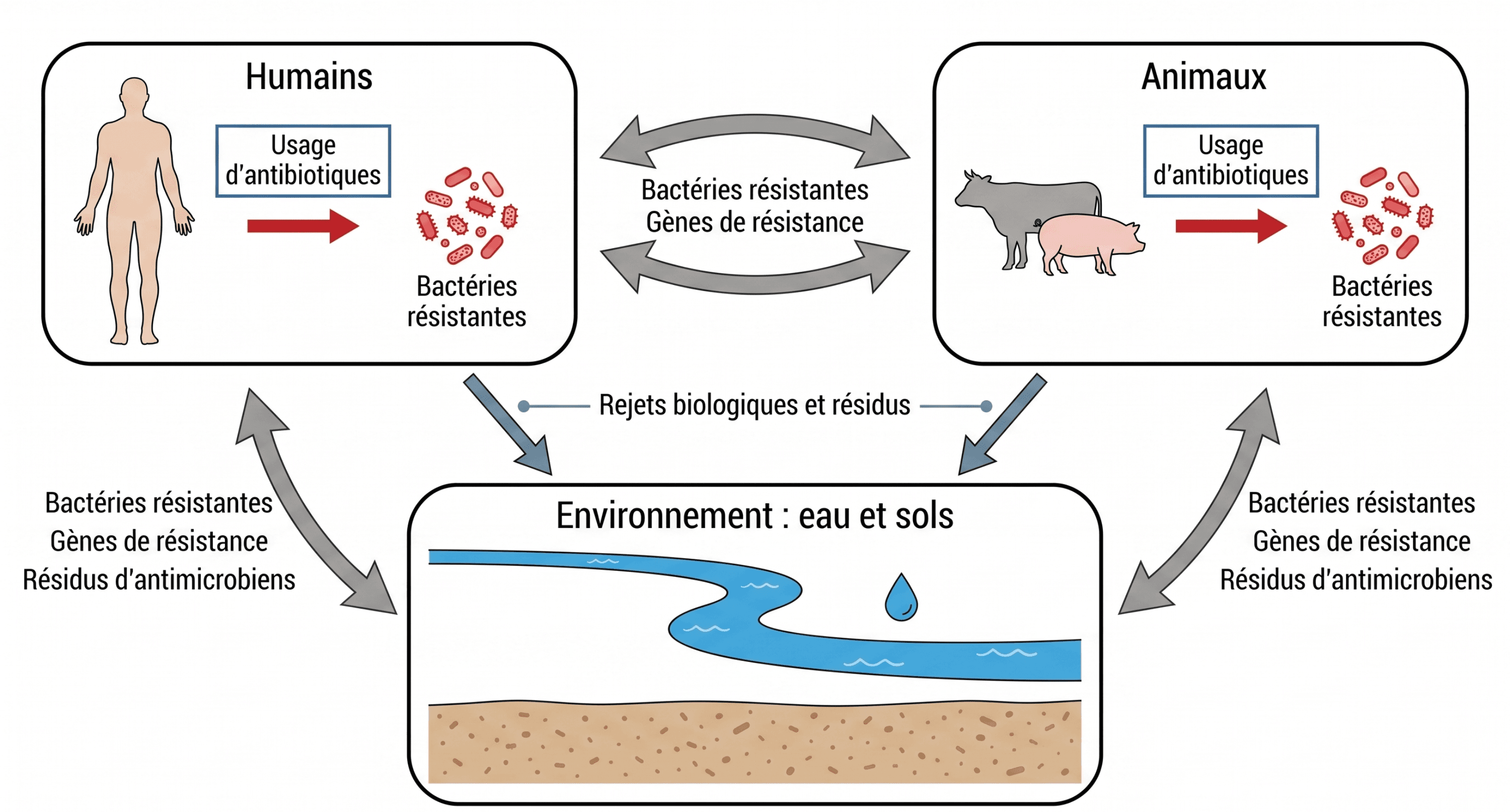 Circulation de l’antibiorésistance entre les compartiments