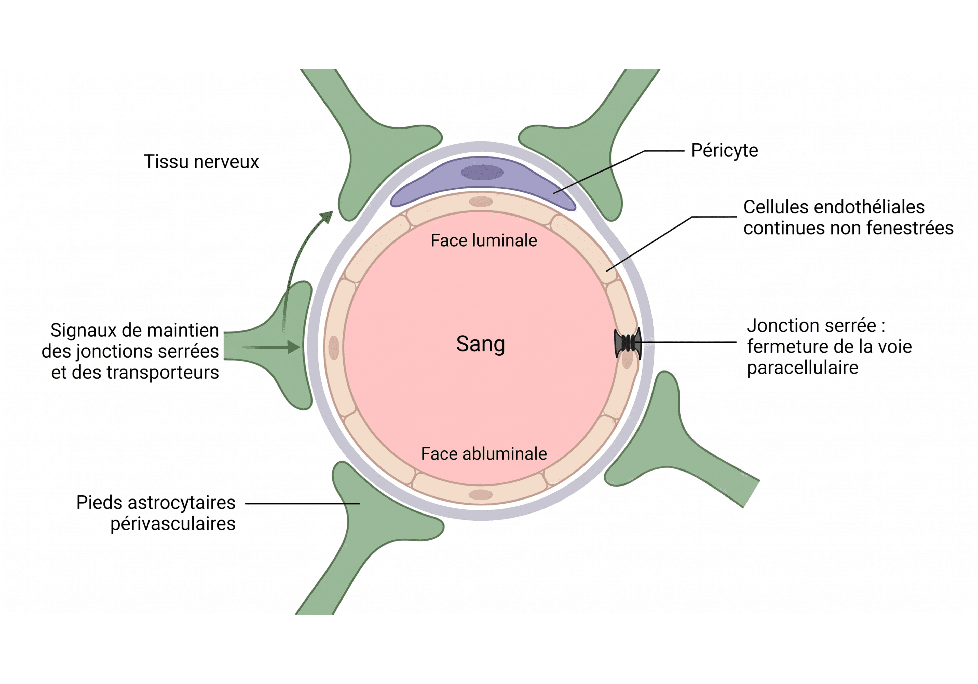 Organisation de l’unité neurovasculaire au niveau d’un capillaire cérébral