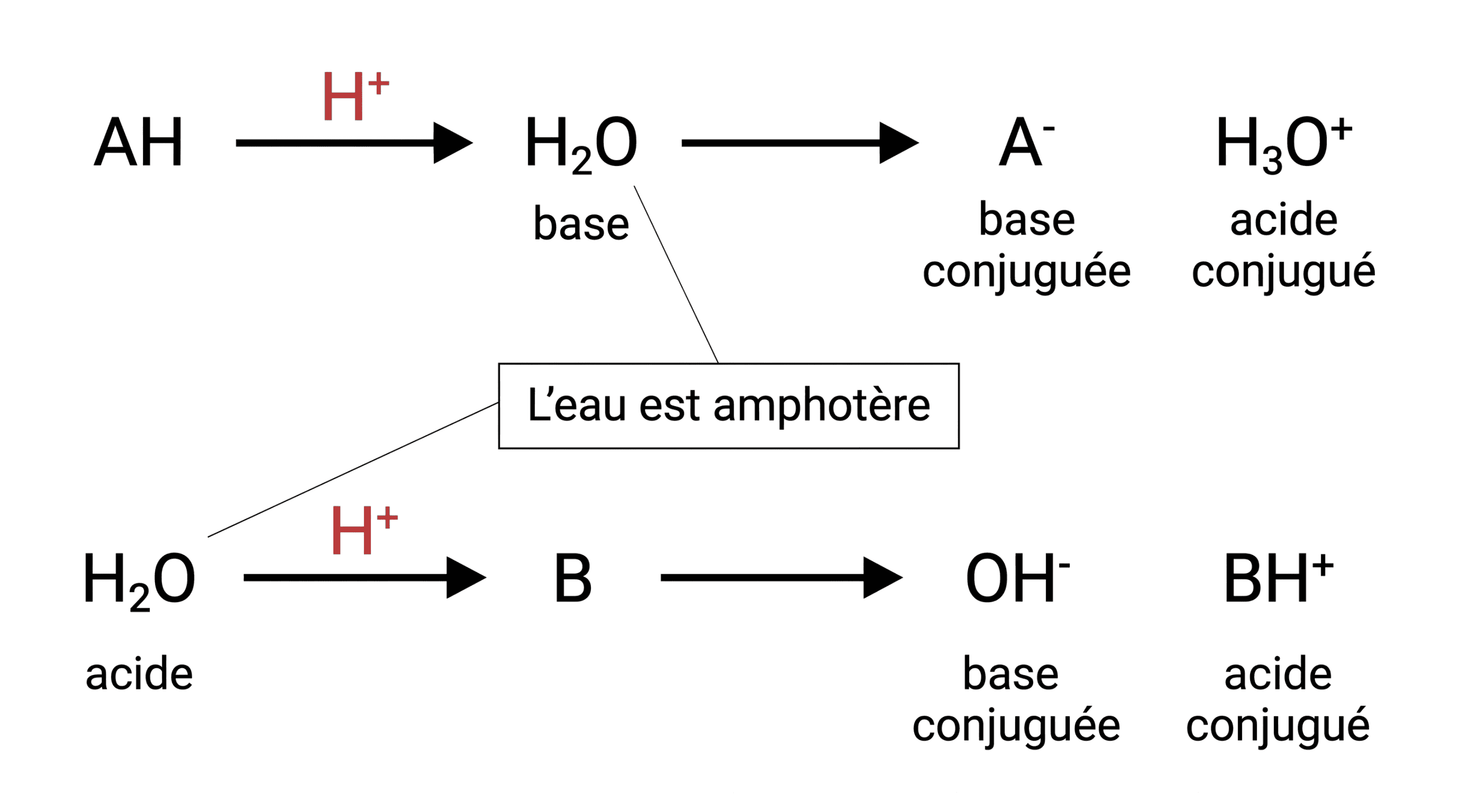 Les deux rôles acido-basiques de l’eau
