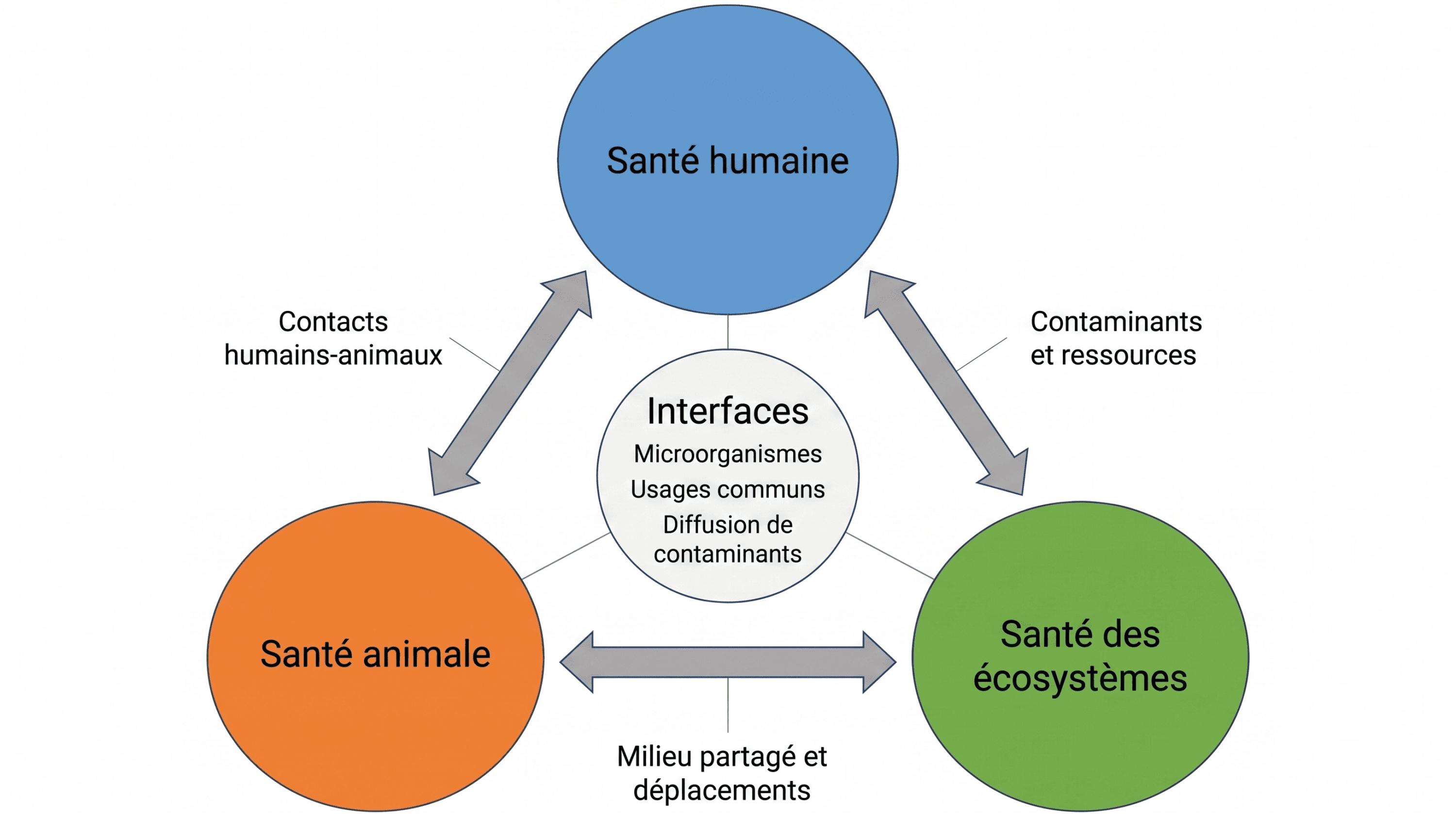 Les interfaces entre les trois composantes de l’approche Une seule santé