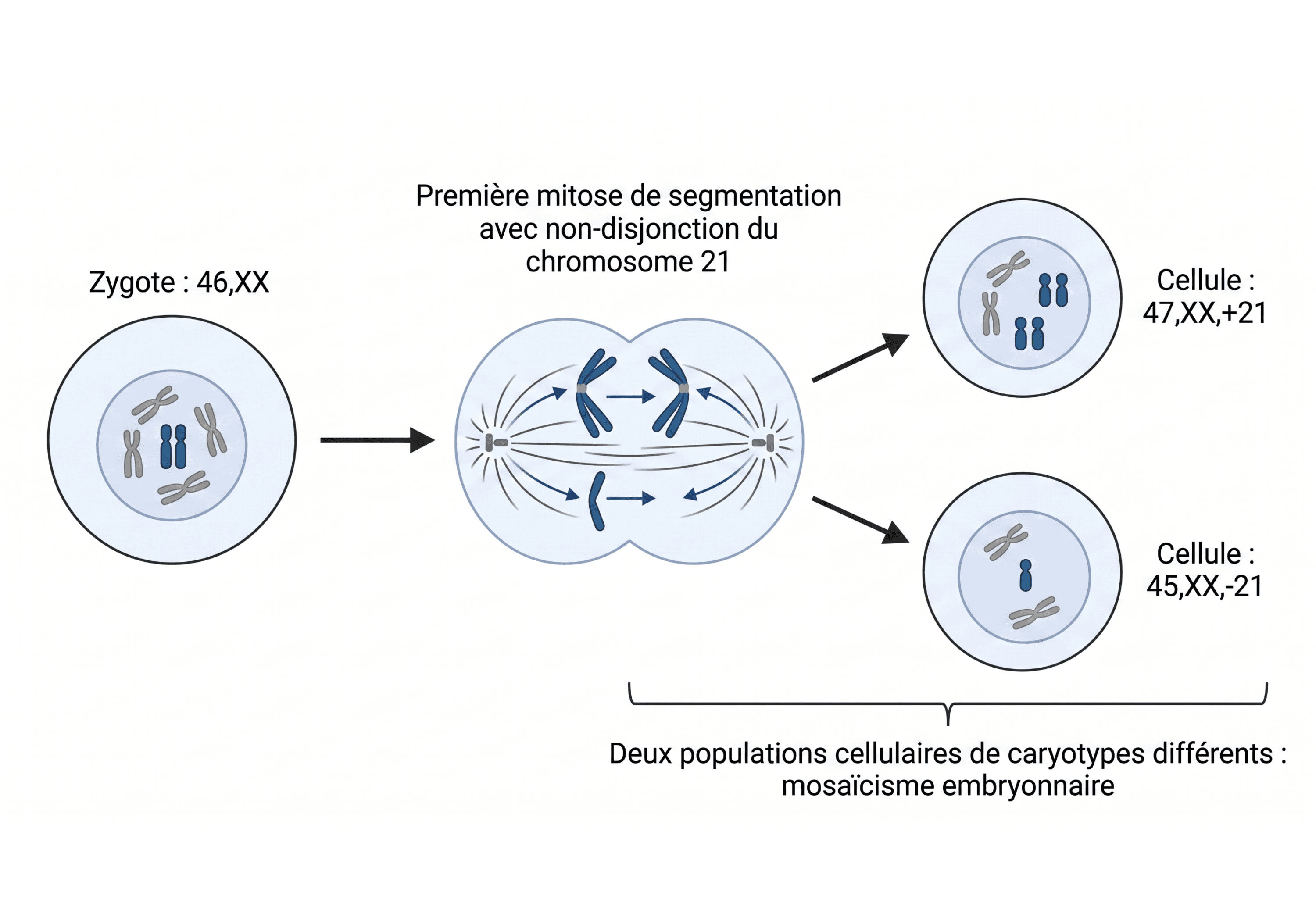 Origine d'un mosaïcisme lors de la segmentation