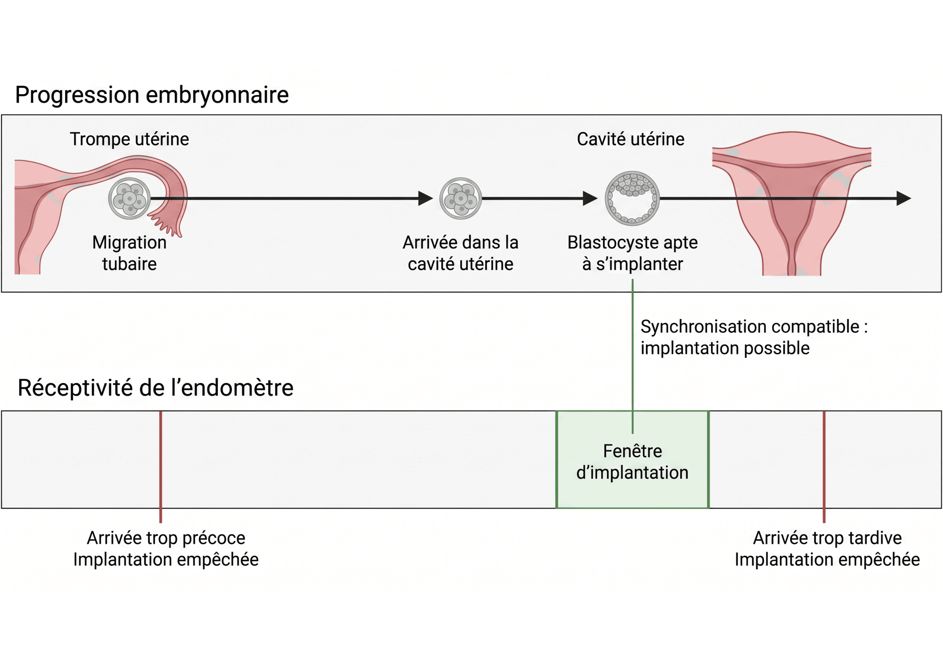 Synchronisation entre le blastocyste et la fenêtre d'implantation