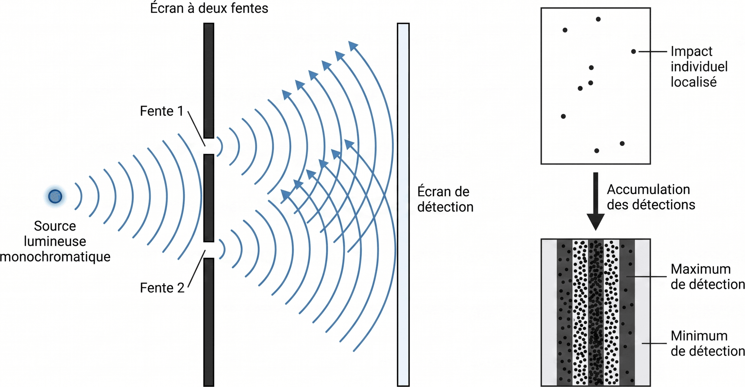 Construction progressive d'une figure d'interférence par impacts individuels