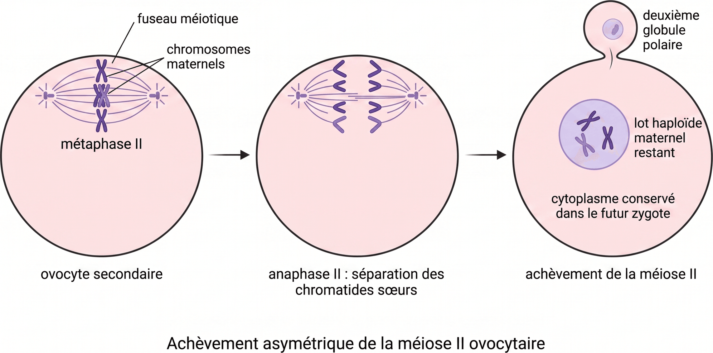 Achèvement asymétrique de la méiose II ovocytaire