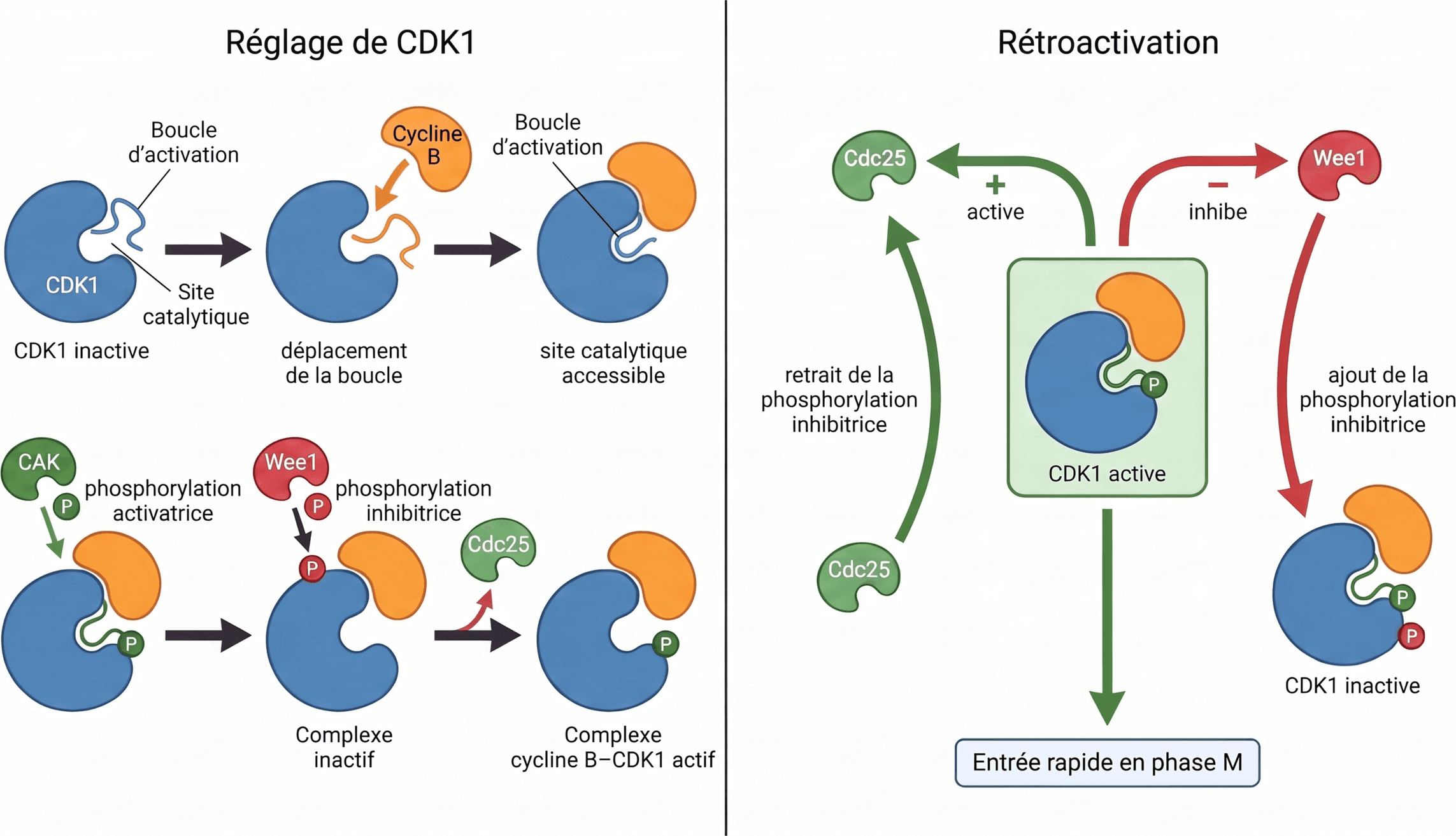 Activation de CDK1 par la cycline B et rétroactivation