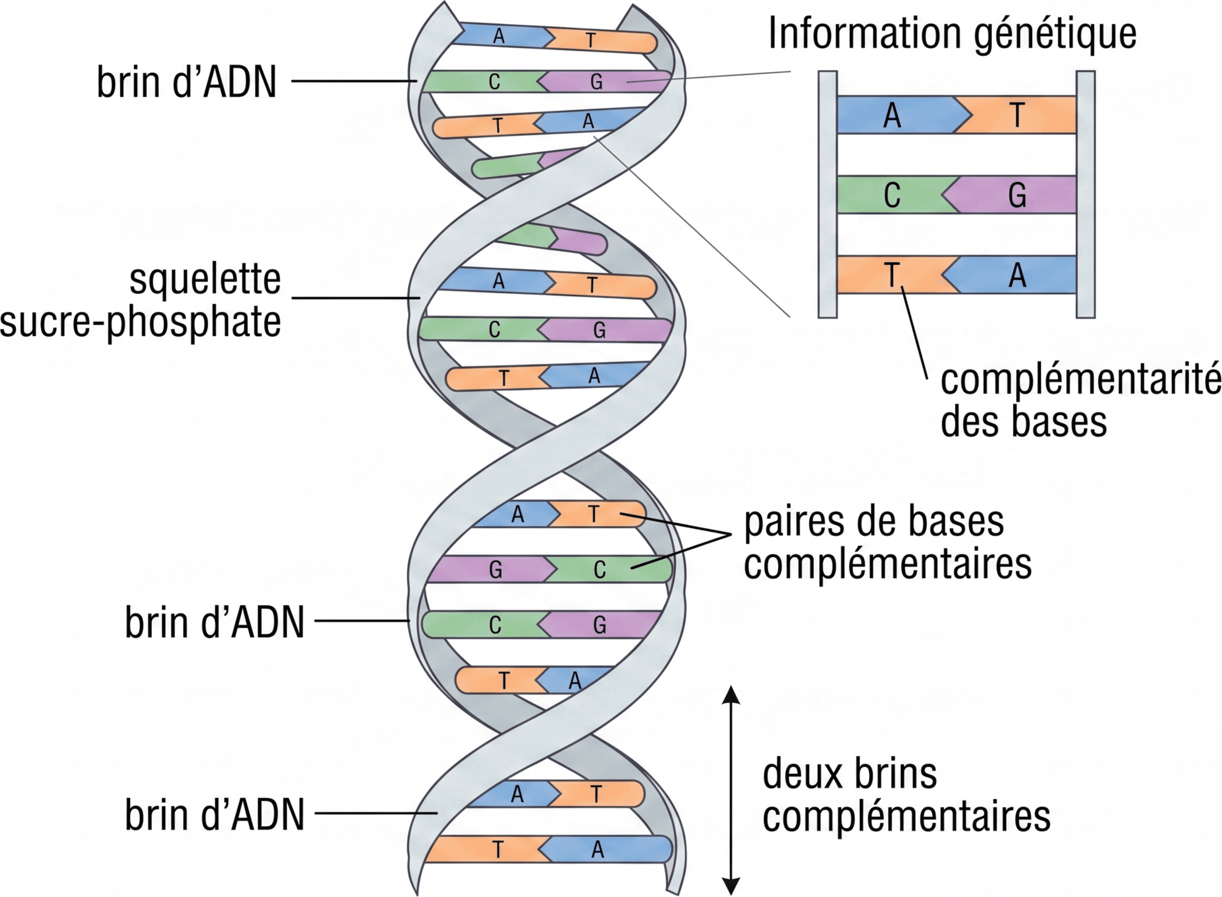 La structure en double hélice de l'ADN