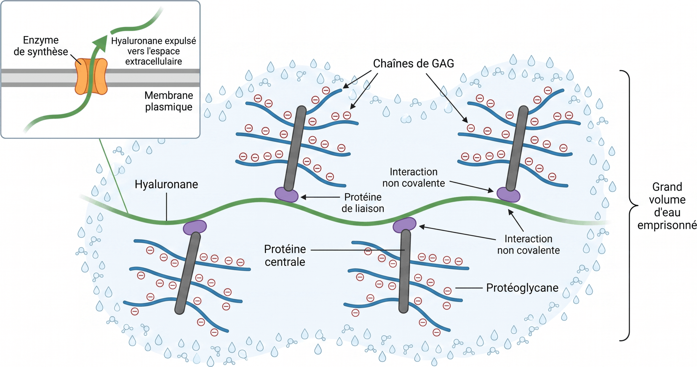 Grand agrégat d'hyaluronane et de protéoglycanes