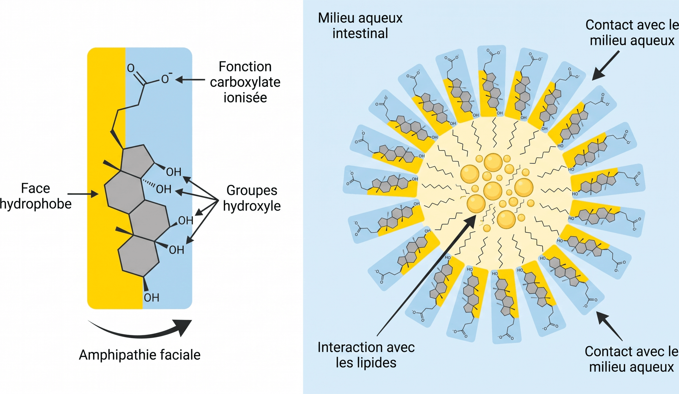 Amphipathie faciale et formation d'une micelle par les acides biliaires