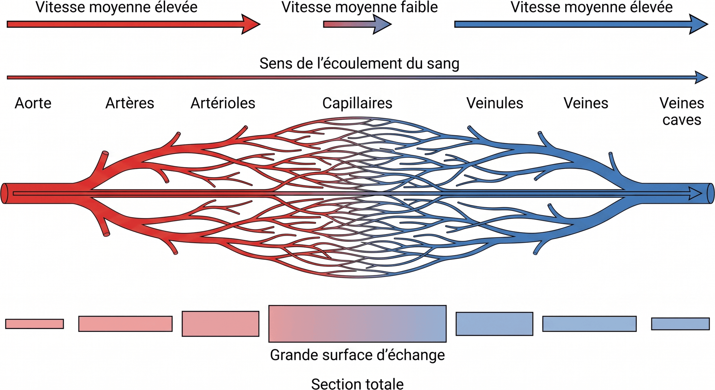 Section totale et vitesse dans l’arbre vasculaire