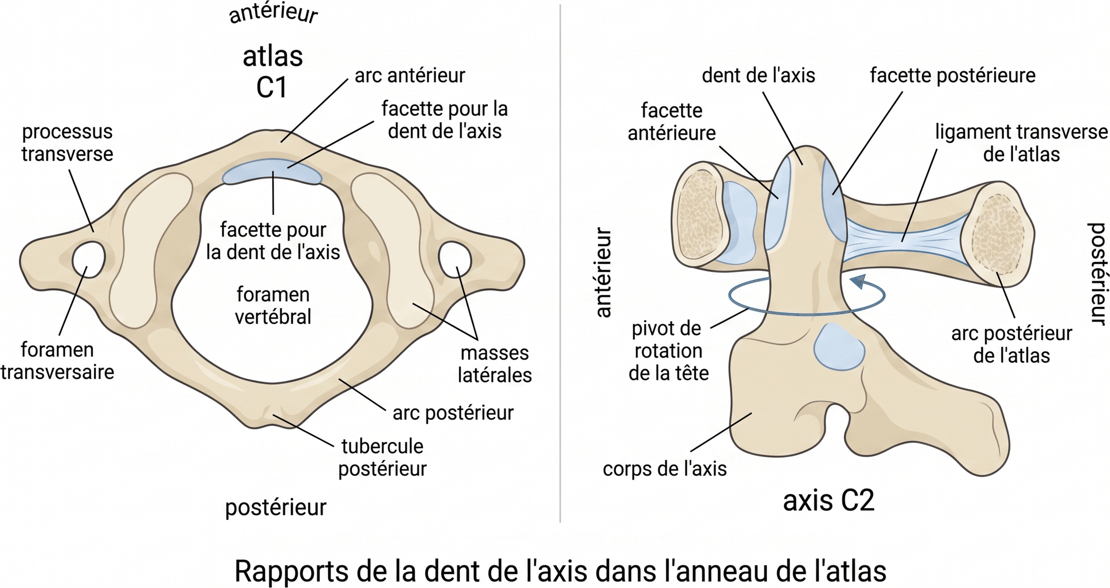 Rapports de la dent de l'axis dans l'anneau de l'atlas