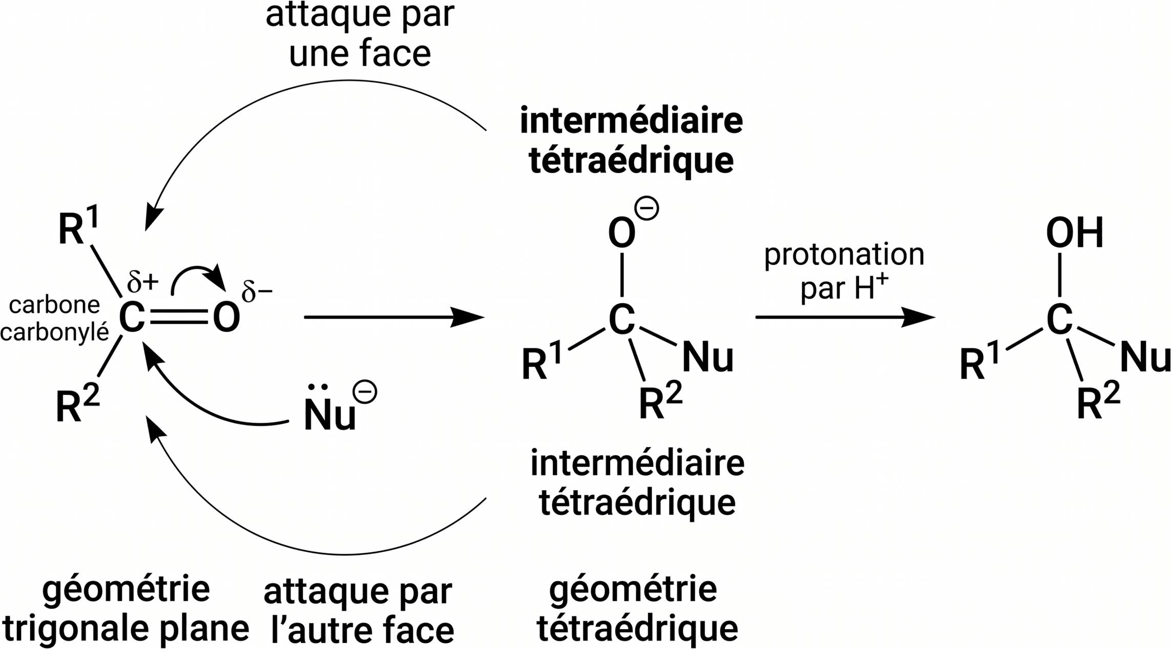 De la géométrie plane du carbonyle à l’intermédiaire tétraédrique
