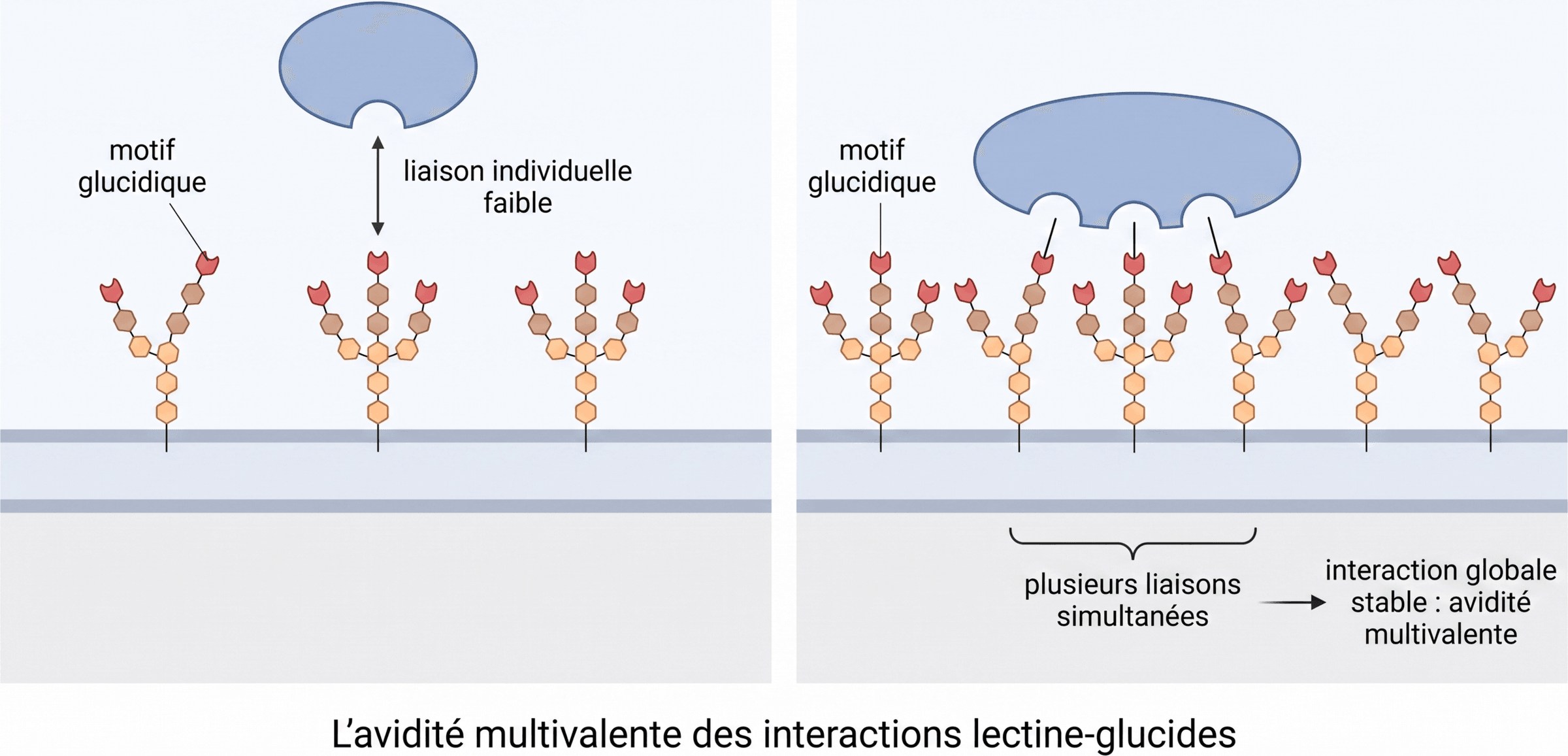 L’avidité multivalente des interactions lectine-glucides