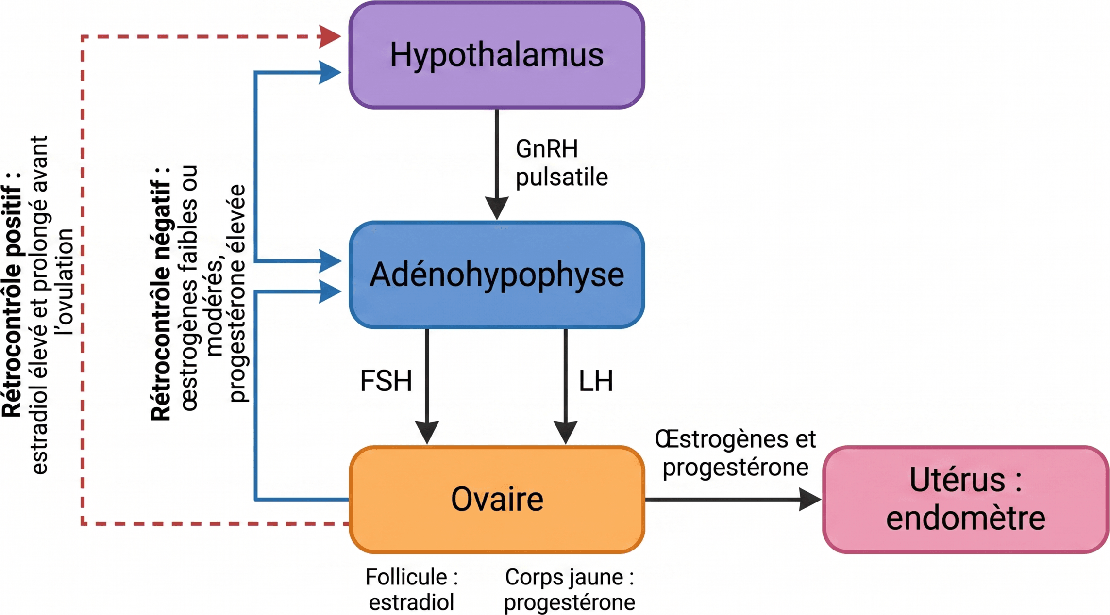 Organisation de l’axe hypothalamo-hypophyso-ovarien et rétrocontrôles