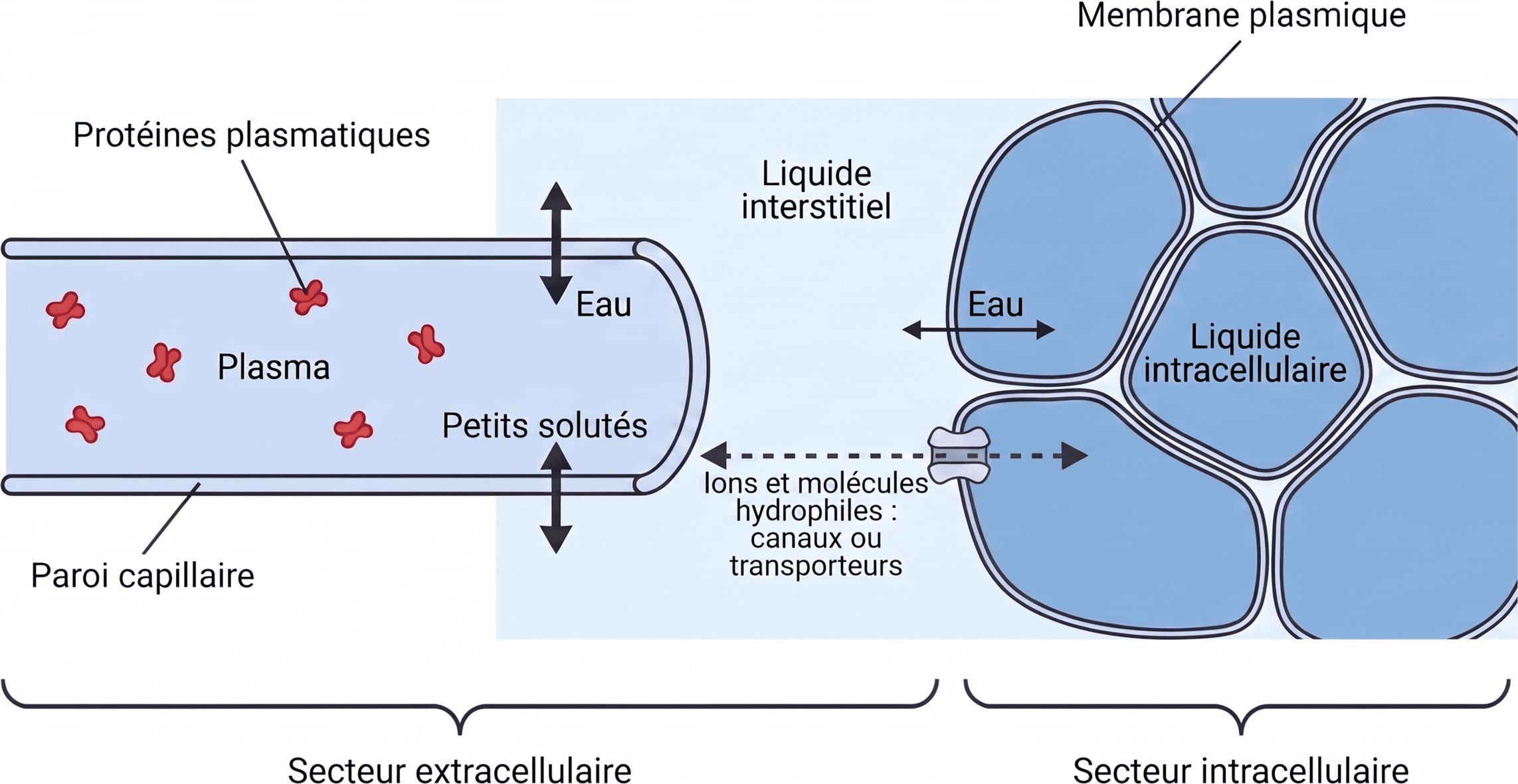 Organisation spatiale des compartiments hydriques et de leurs barrières