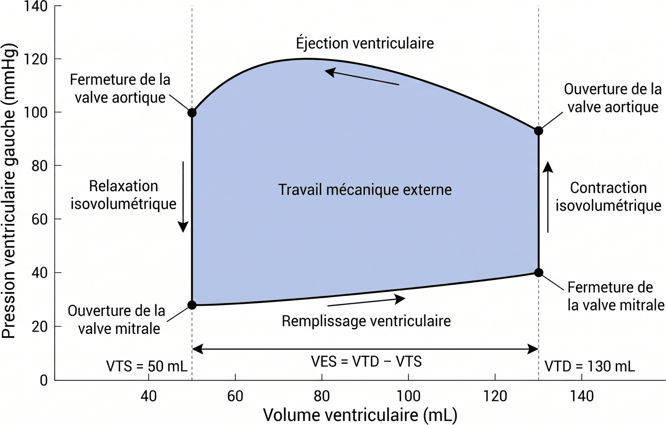 Boucle pression-volume du ventricule gauche