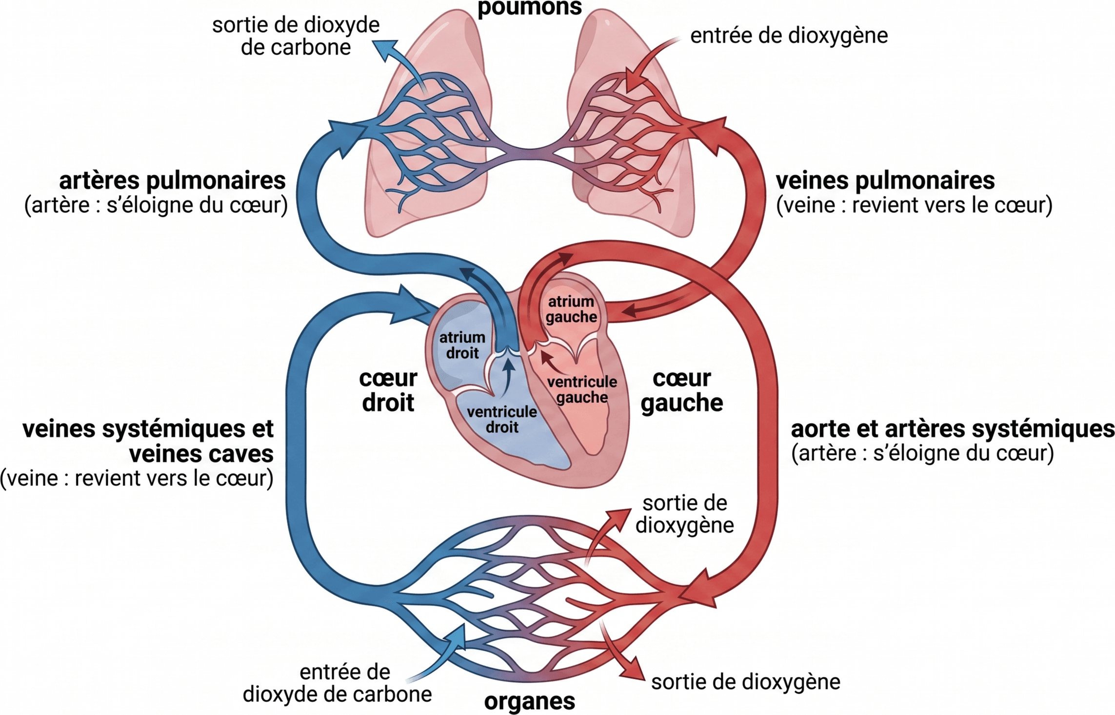 Trajet en série et oxygénation du sang dans les deux circulations