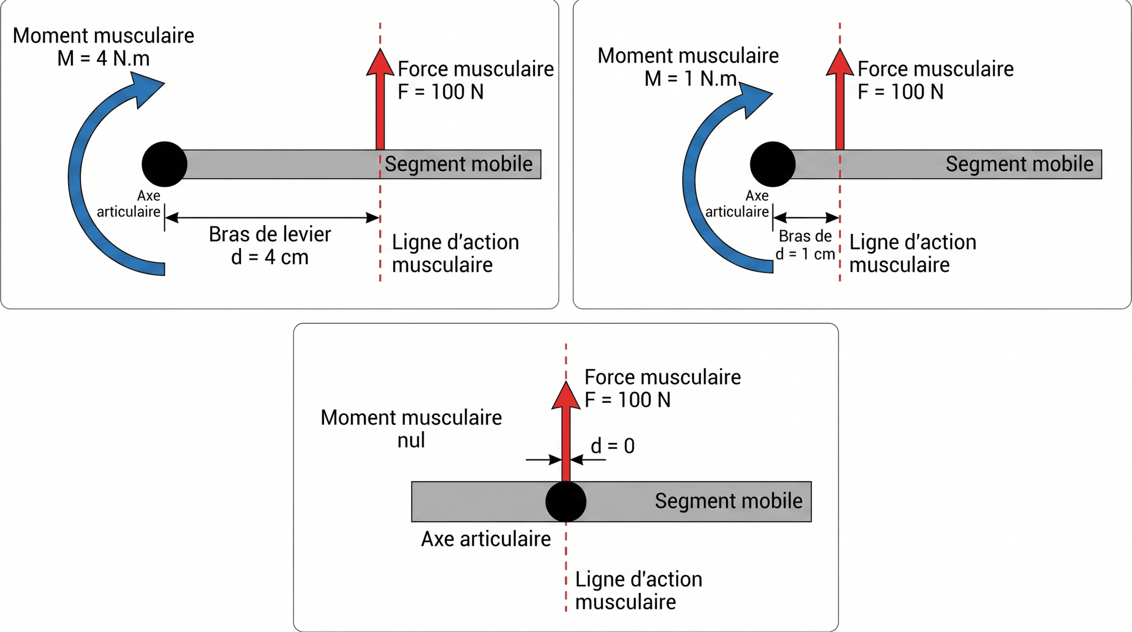 Bras de levier et moment musculaire