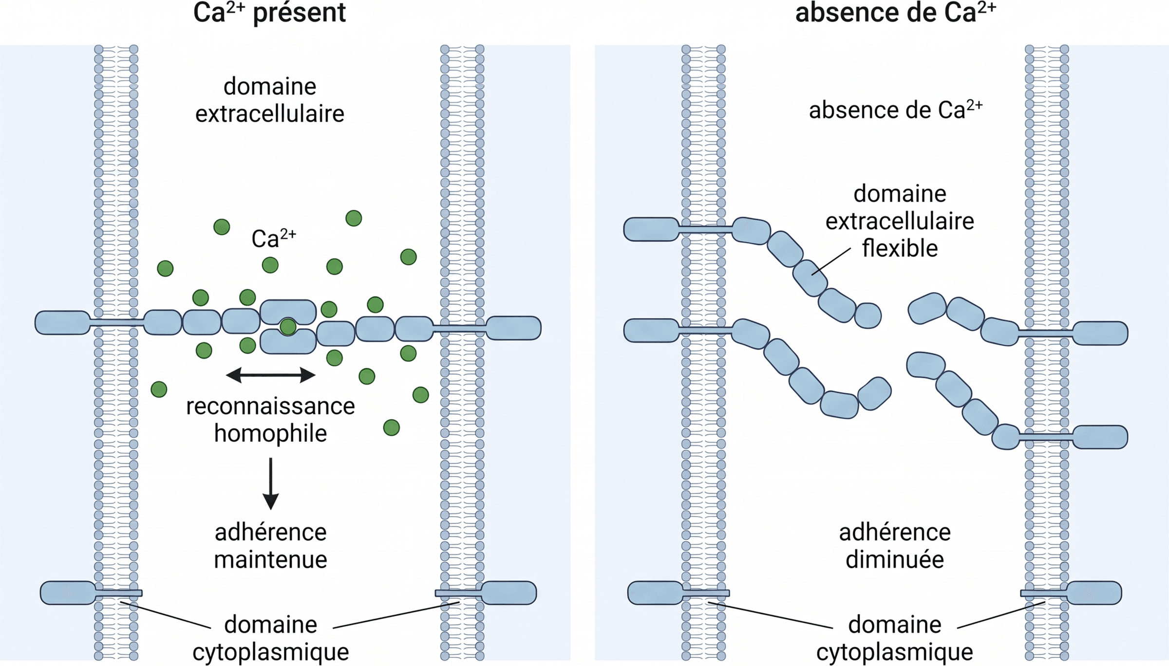Le calcium stabilise la conformation des cadhérines