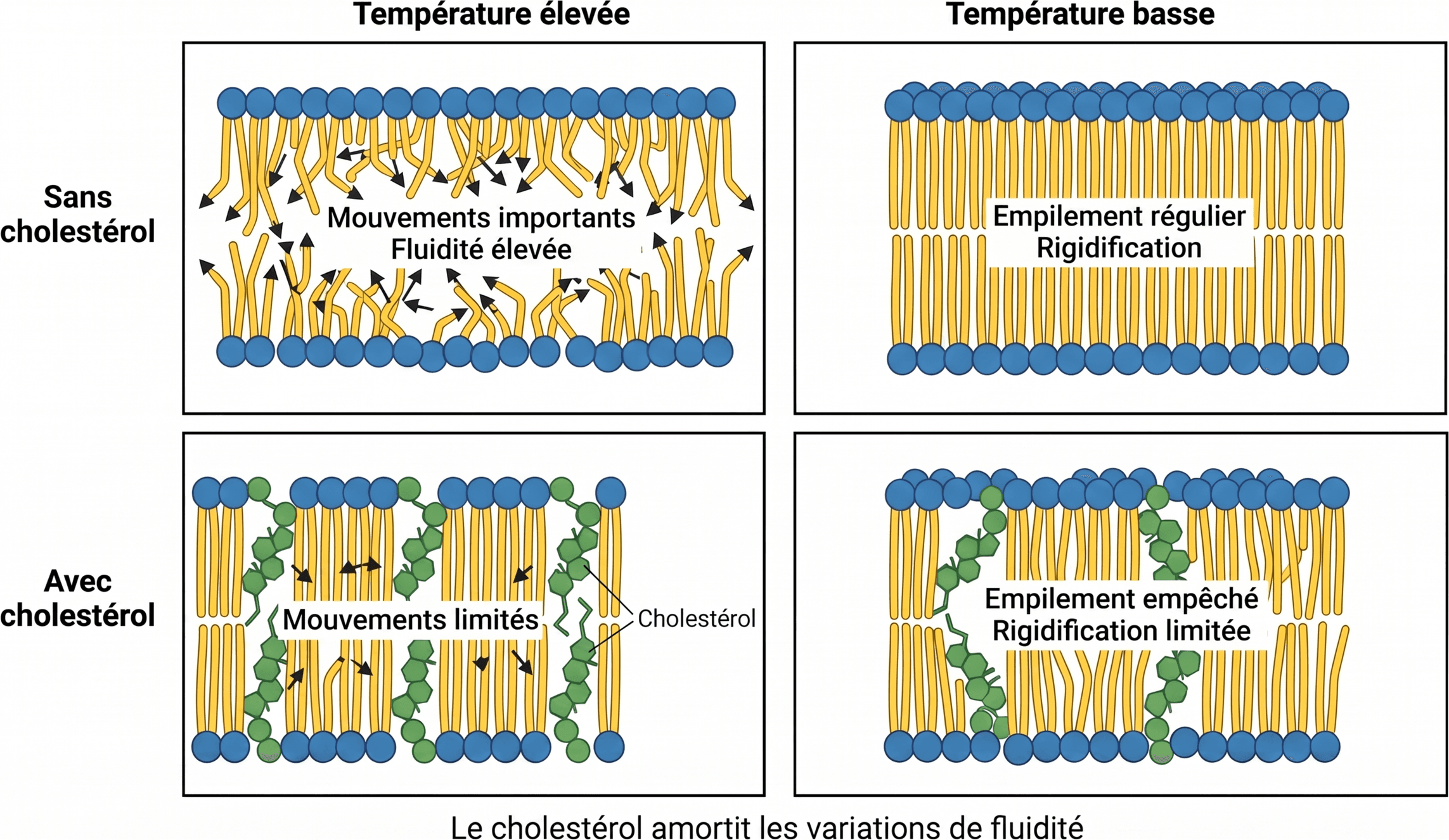 Le cholestérol amortit les variations de fluidité