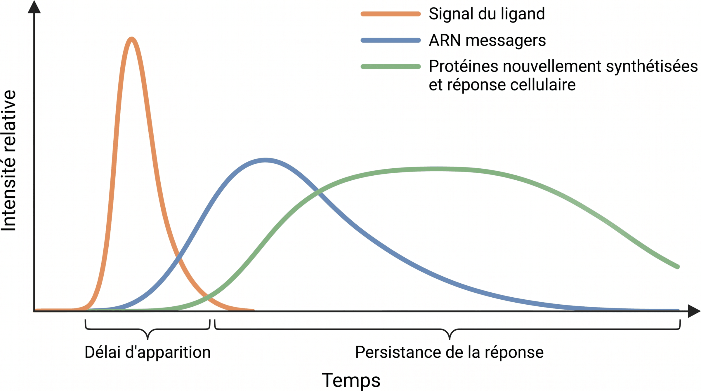 Cinétique lente et prolongée de la réponse génomique