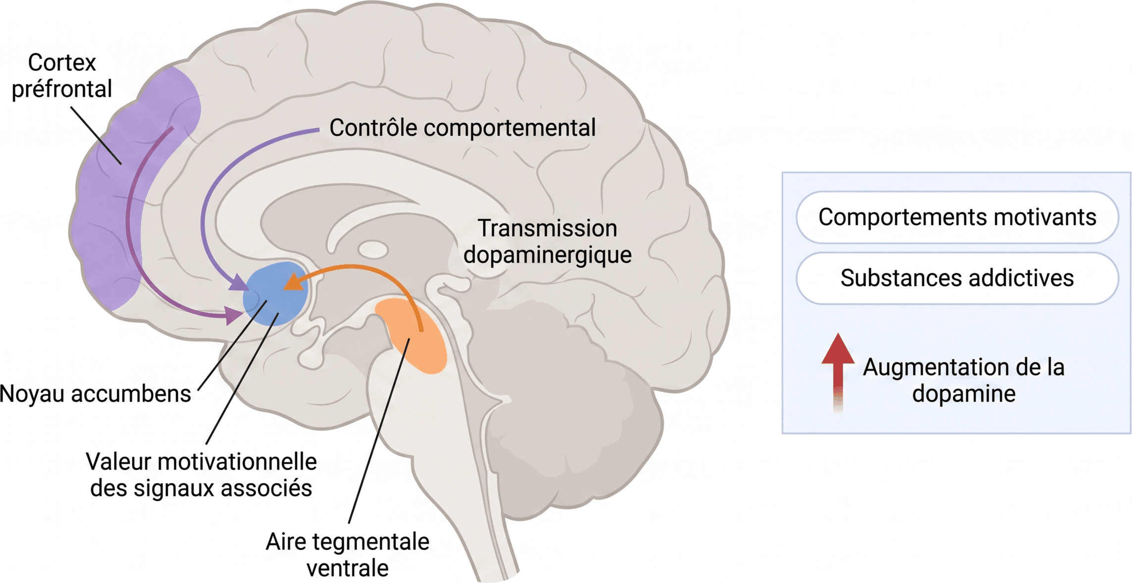 Le circuit dopaminergique de la récompense