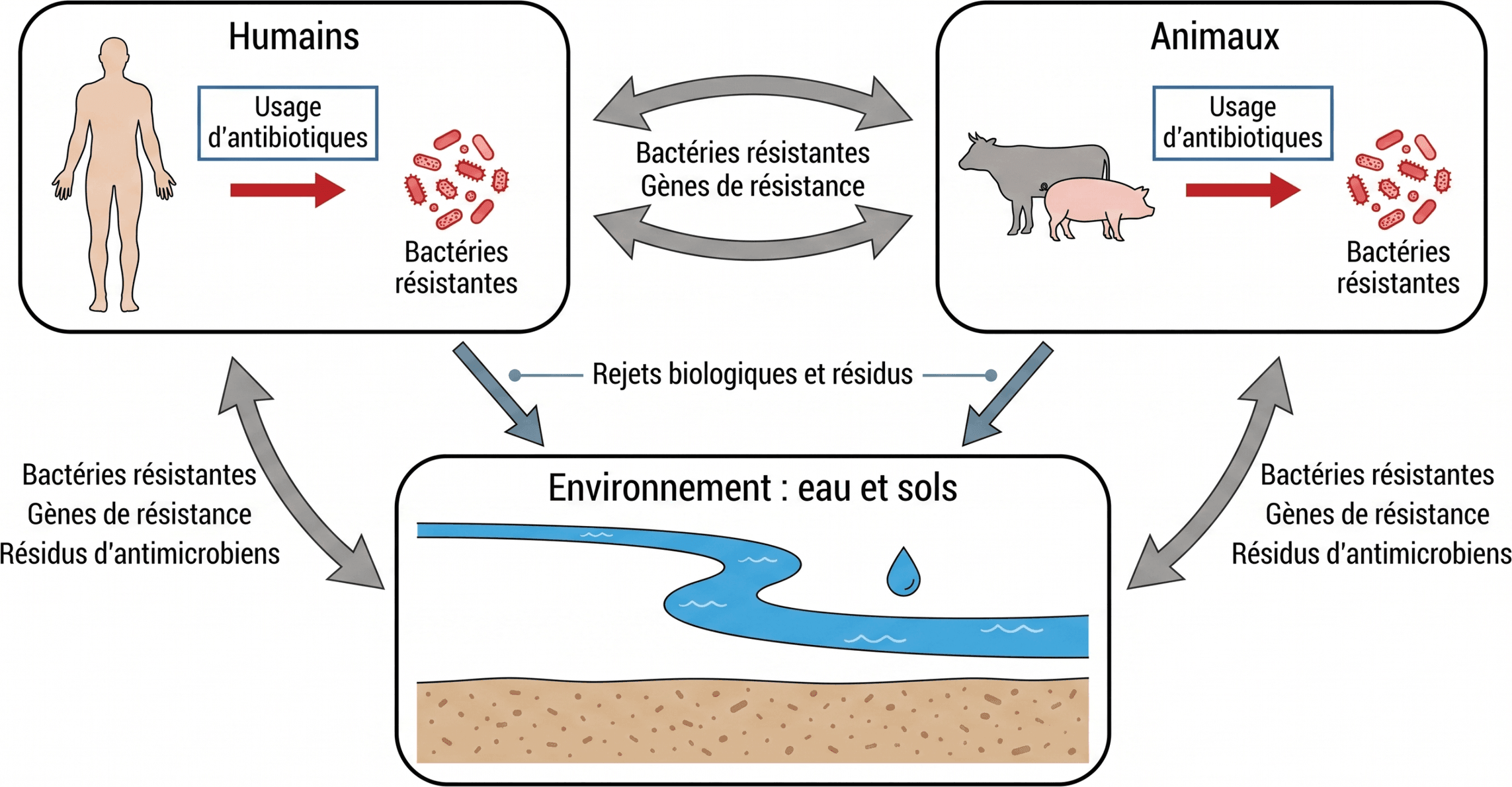 Circulation de l’antibiorésistance entre les compartiments