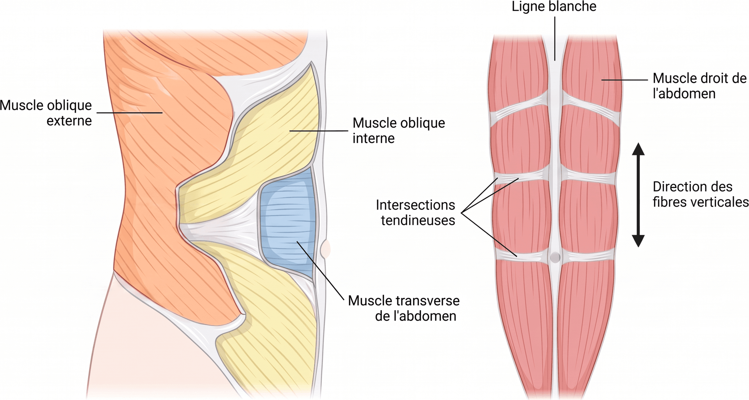 Organisation croisée des muscles de la paroi antérolatérale