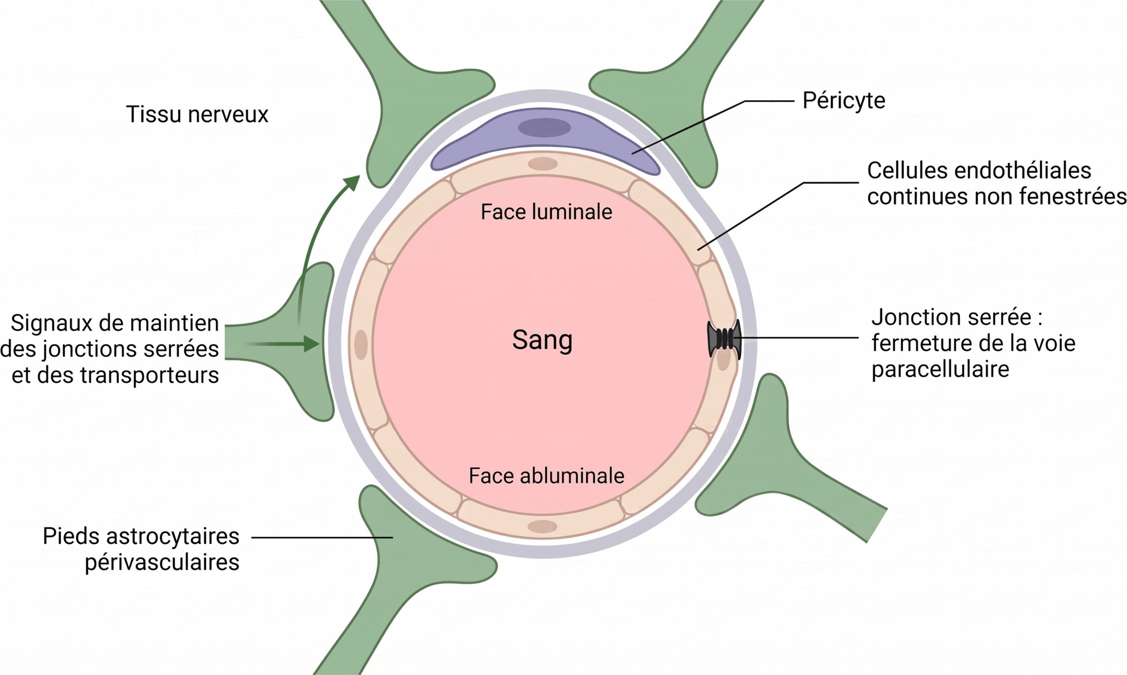 Organisation de l’unité neurovasculaire au niveau d’un capillaire cérébral