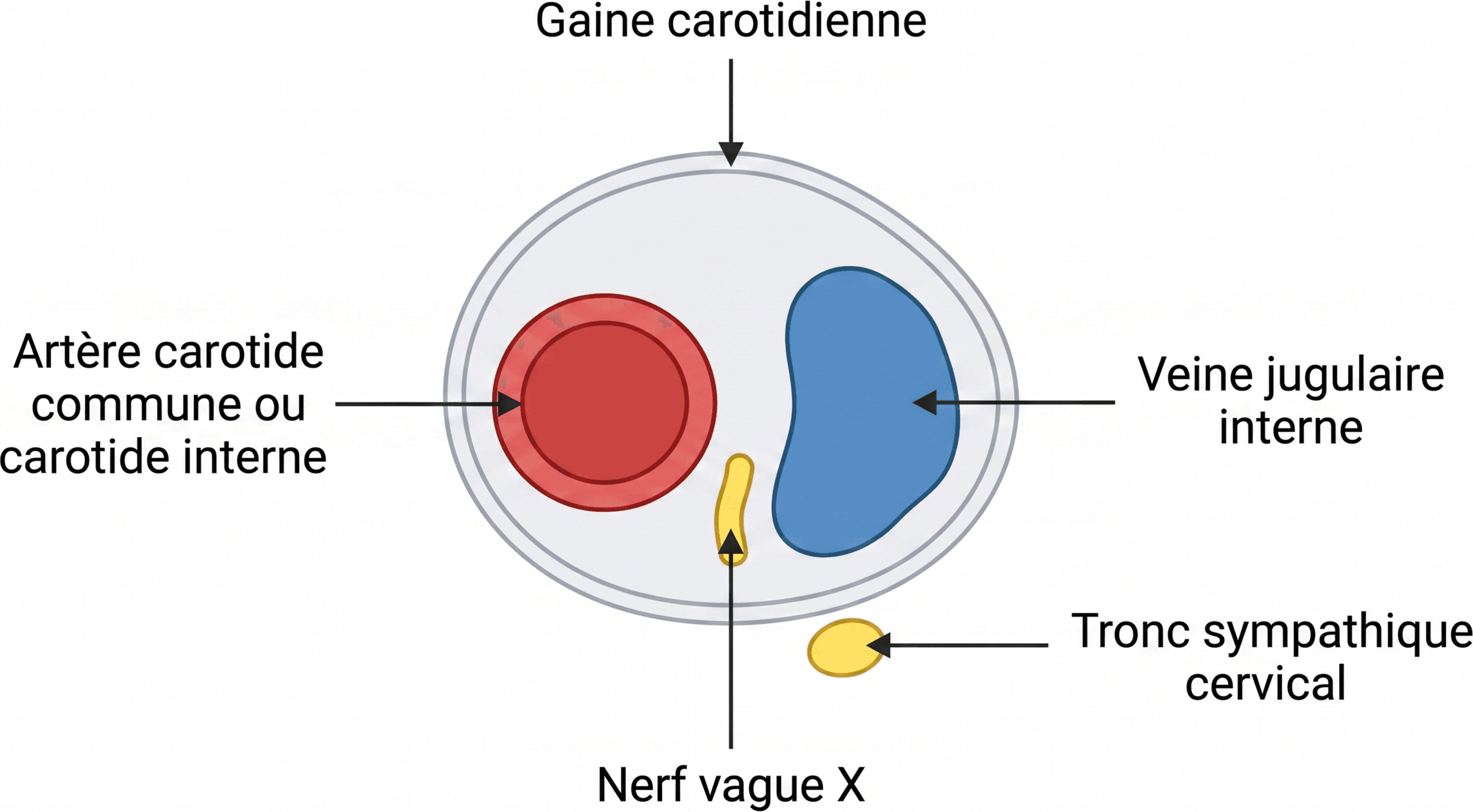 Disposition transversale de la gaine carotidienne