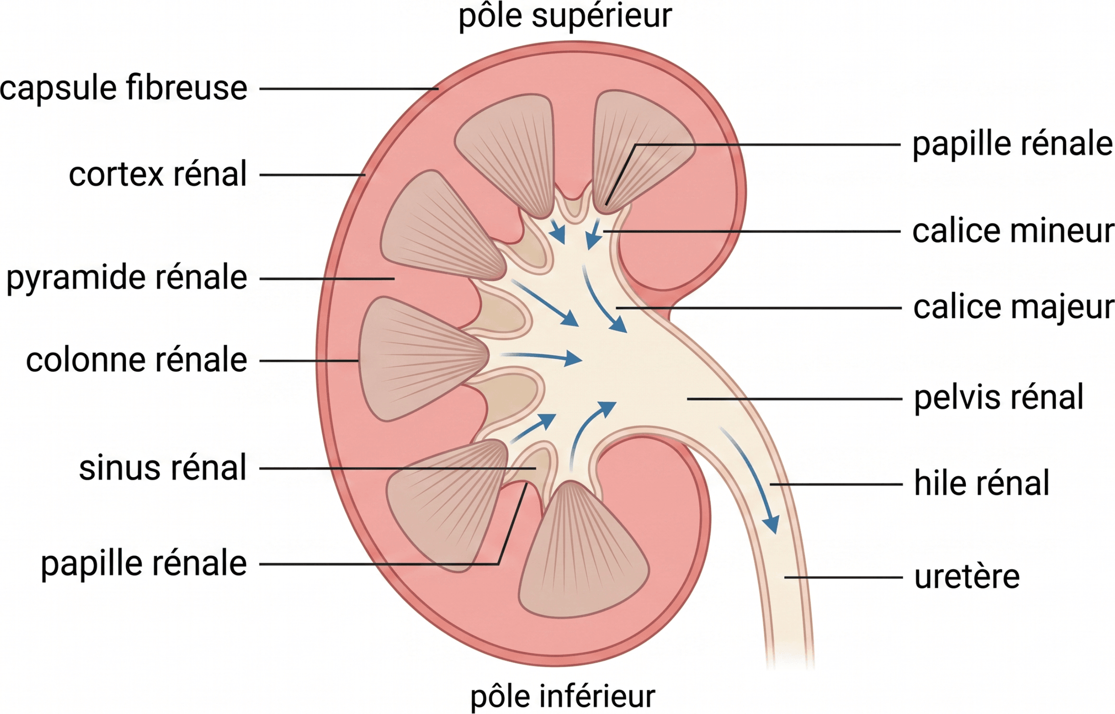 Coupe du rein et convergence des voies excrétrices