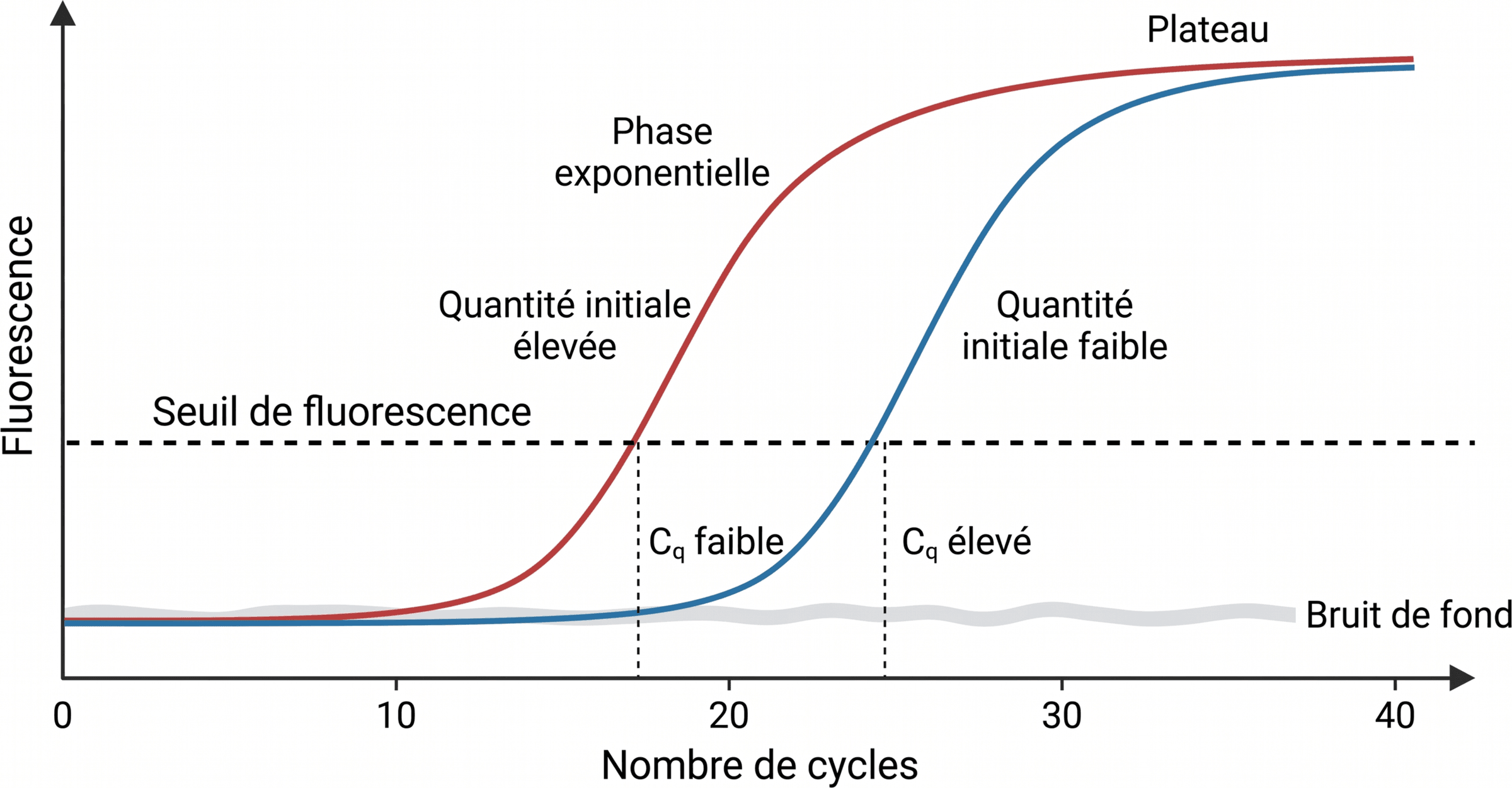 Lien entre quantité initiale et cycle de quantification