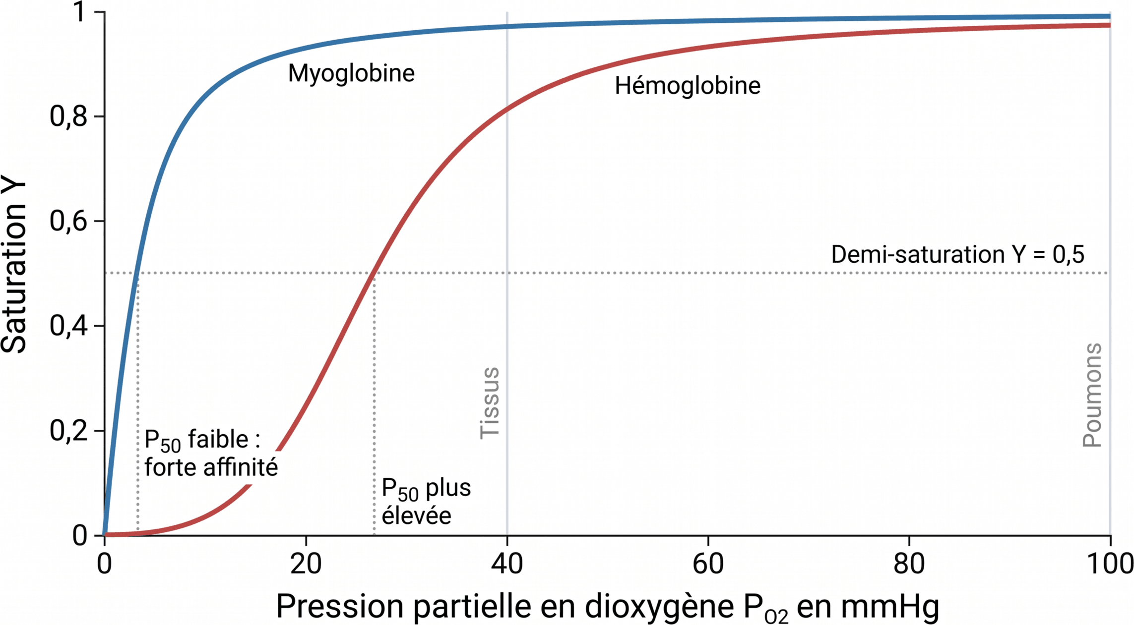Comparaison des courbes de saturation de la myoglobine et de l’hémoglobine