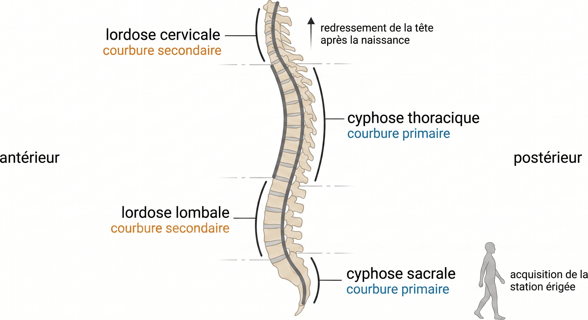 Courbures sagittales physiologiques du rachis