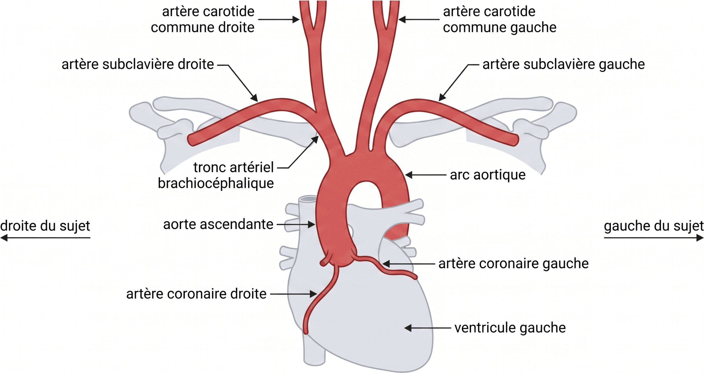 Les branches asymétriques de la crosse de l'aorte