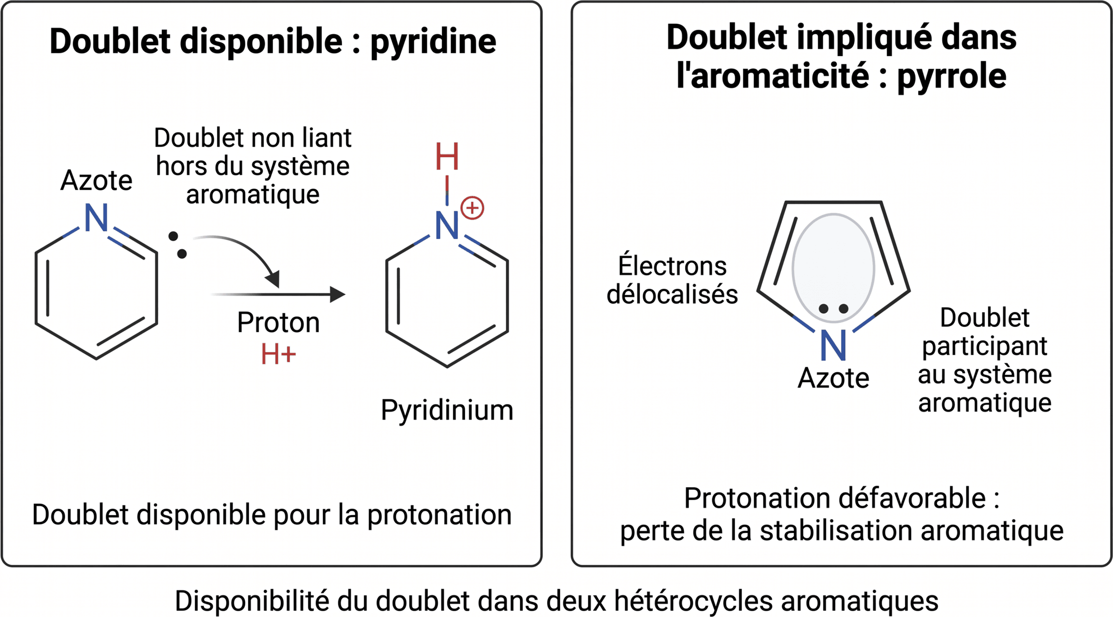 Disponibilité du doublet dans deux hétérocycles aromatiques