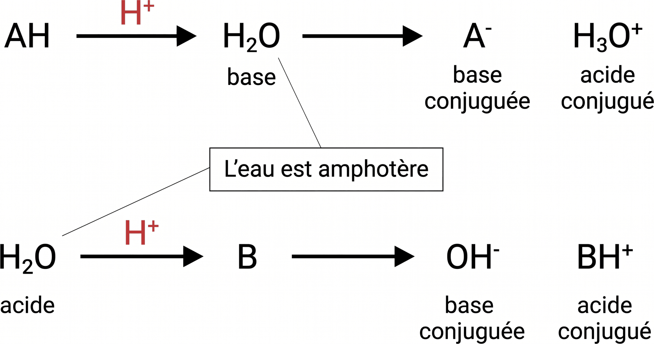 Les deux rôles acido-basiques de l’eau