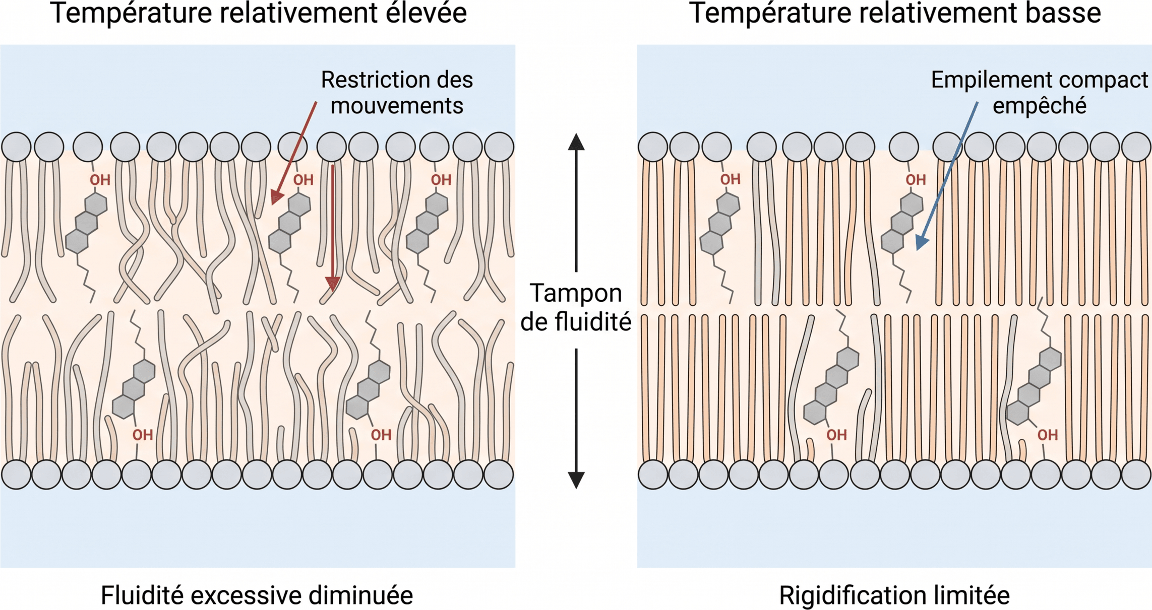 Le cholestérol comme tampon de fluidité membranaire