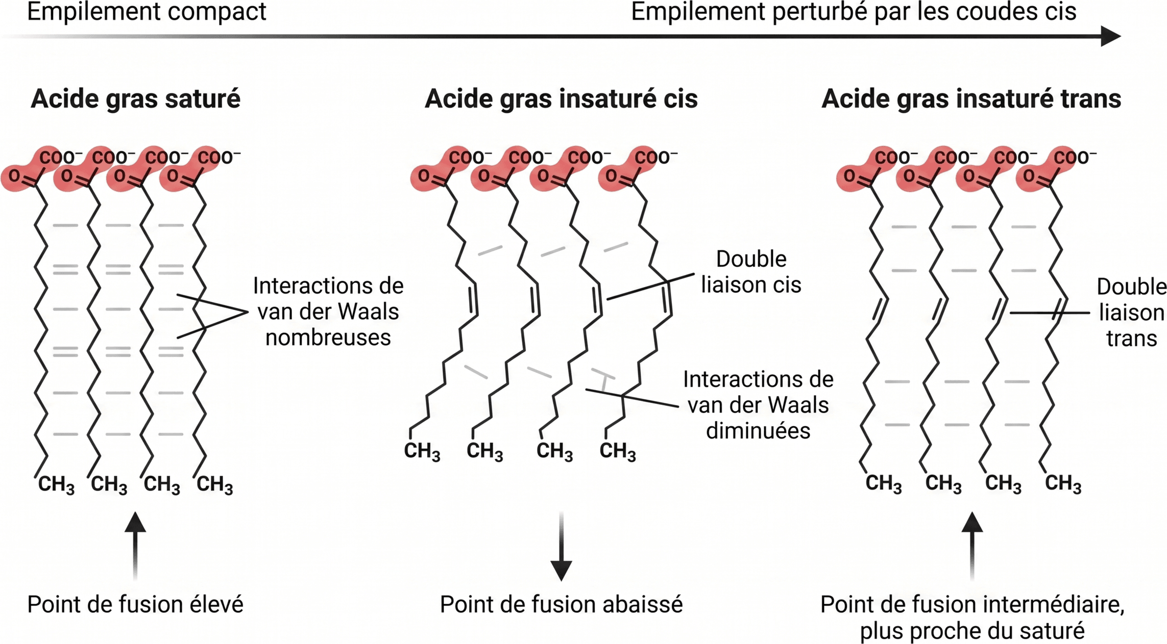 Empilement des chaînes et point de fusion
