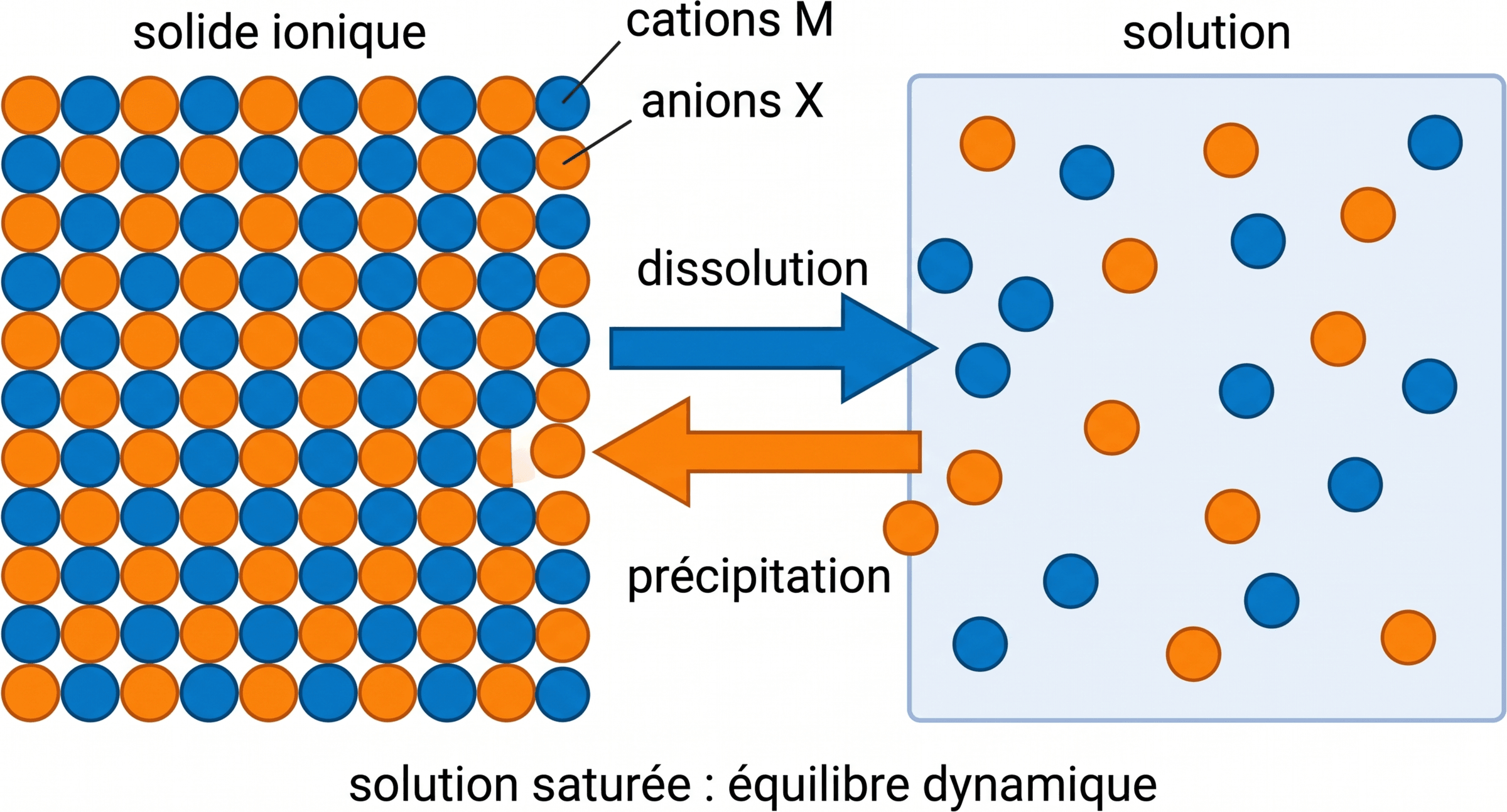 Équilibre dynamique entre dissolution et précipitation