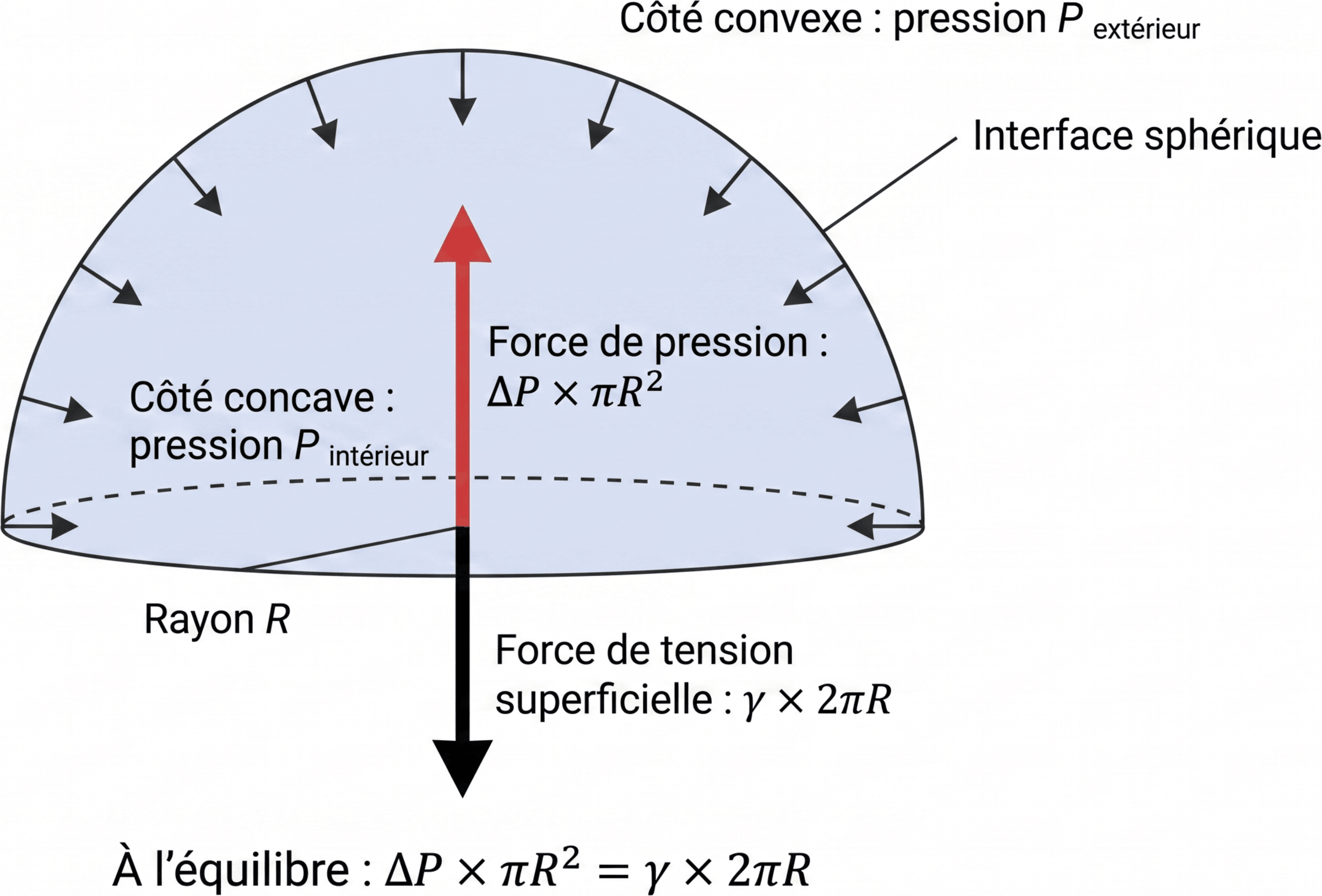 Équilibre des forces sur un hémisphère