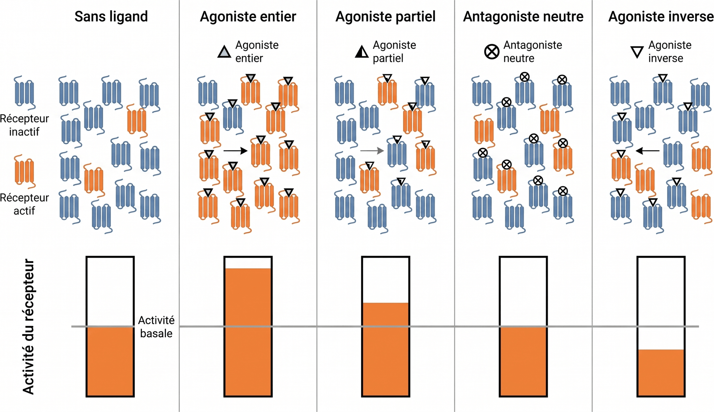 Déplacement de l’équilibre entre états actif et inactif du récepteur