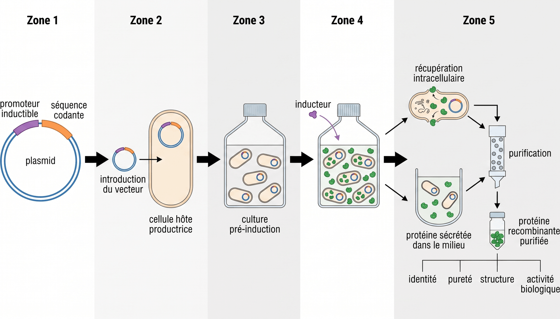 Étapes de production d'une protéine recombinante