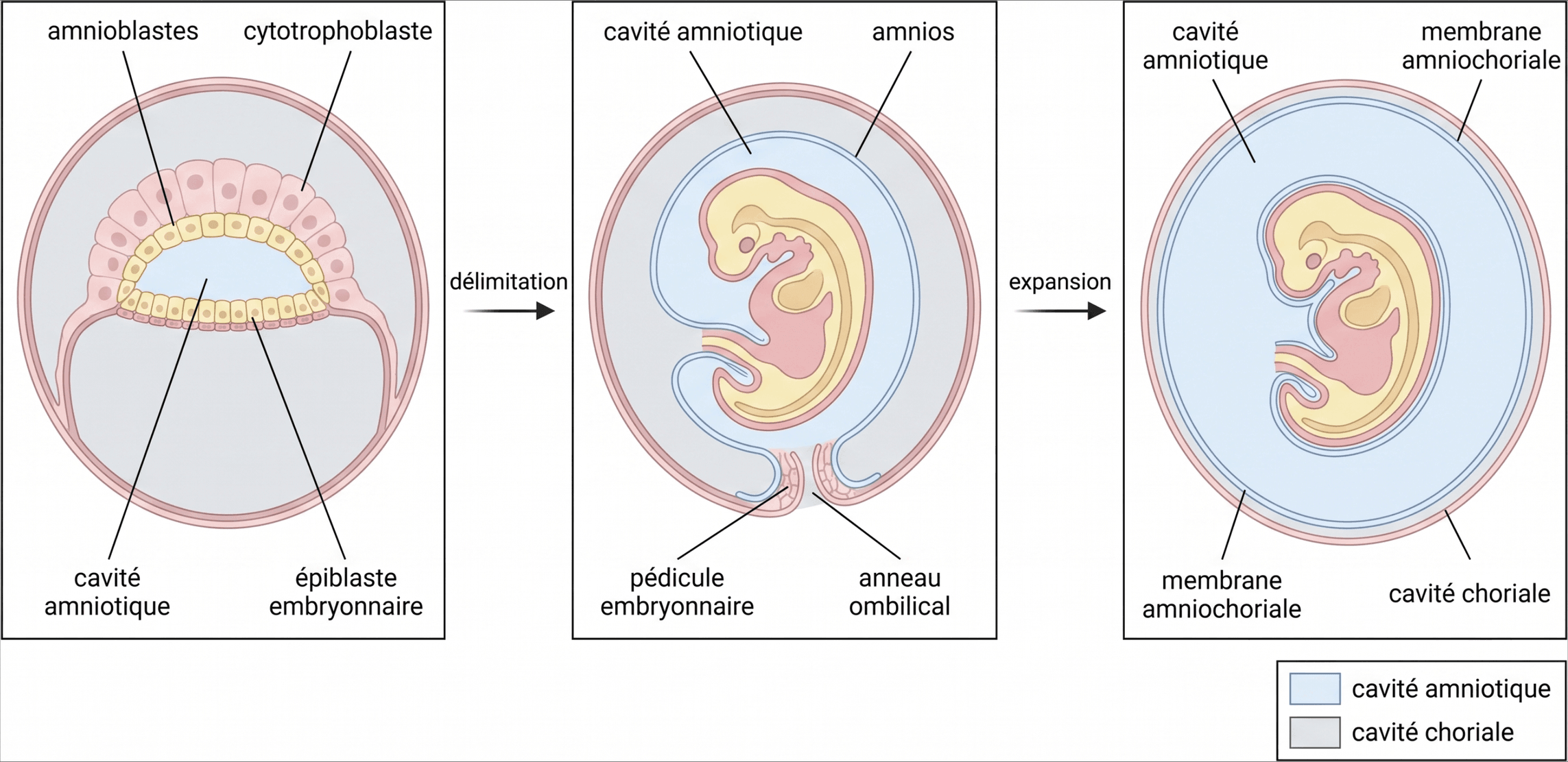 Expansion de l'amnios lors de la délimitation