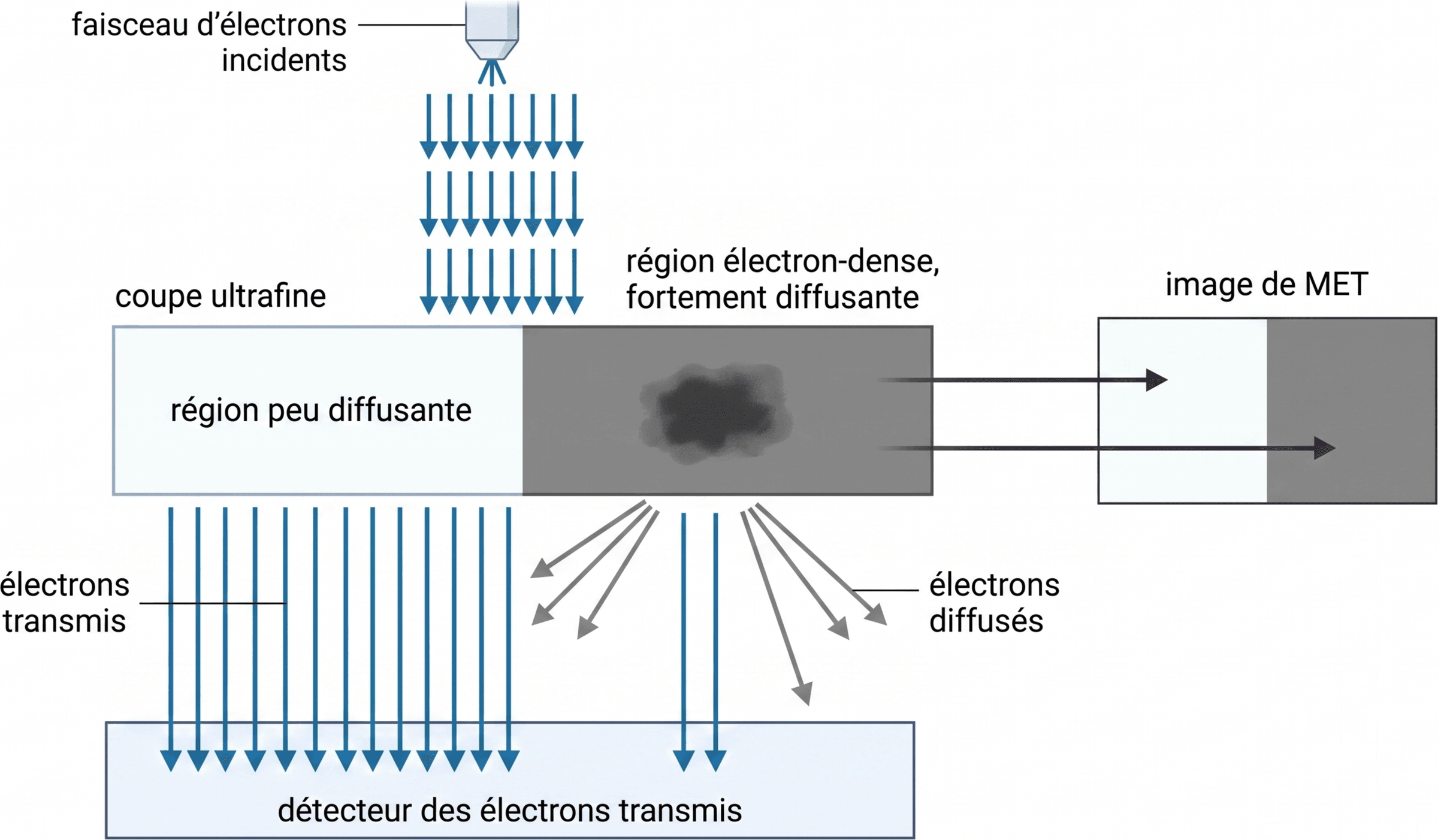 Formation du contraste en MET