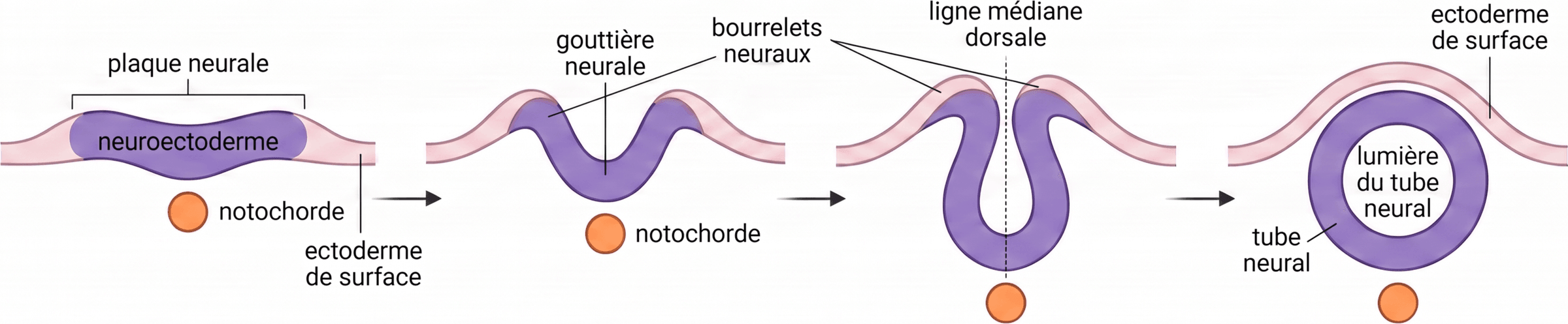 De la plaque neurale au tube neural