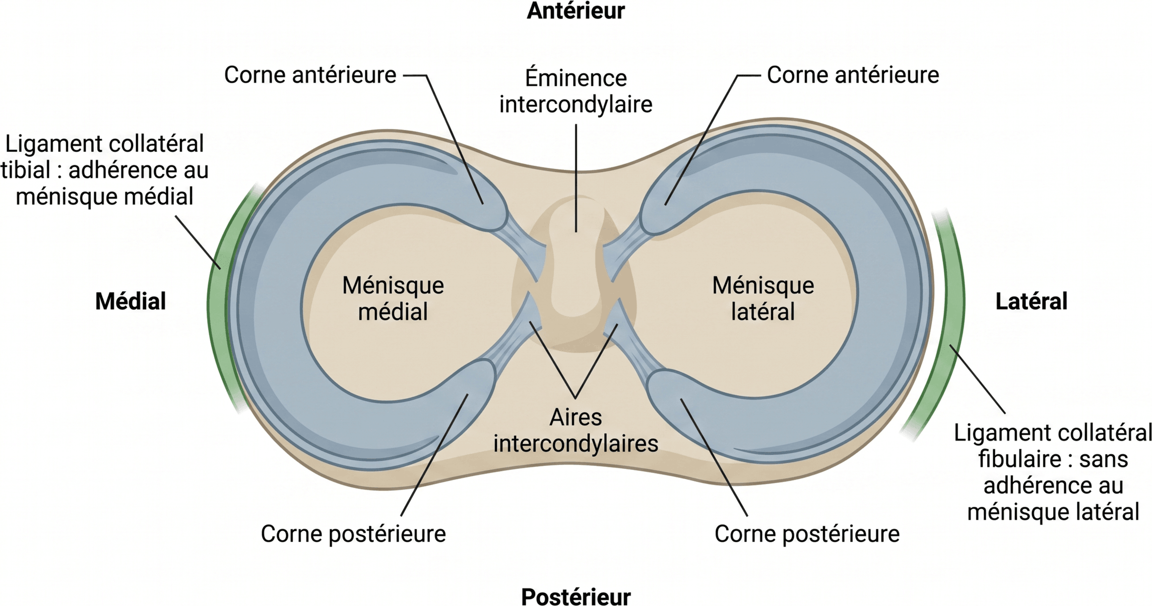 Formes et rapports des ménisques du genou