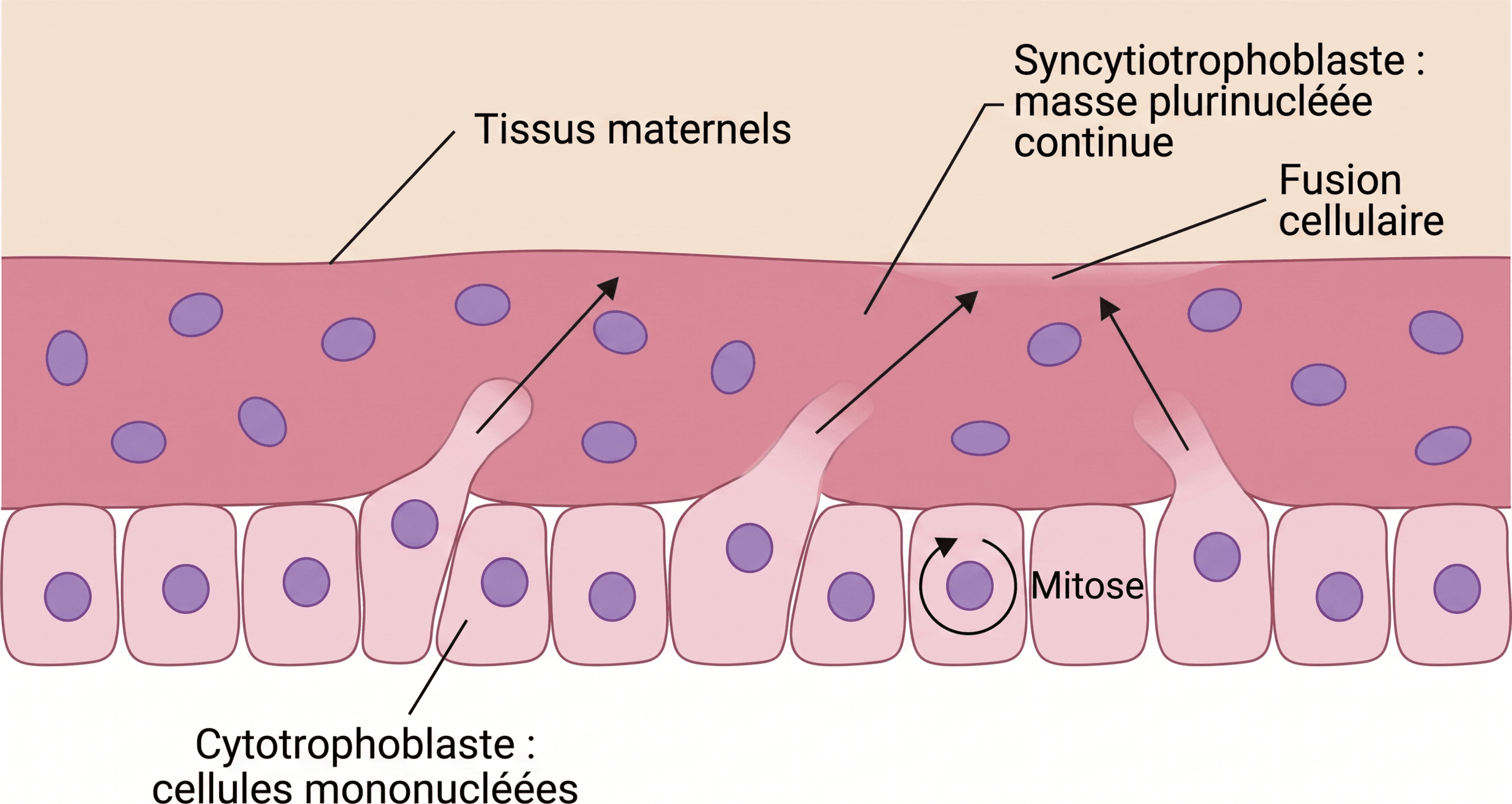 Fusion des cellules du cytotrophoblaste dans le syncytiotrophoblaste