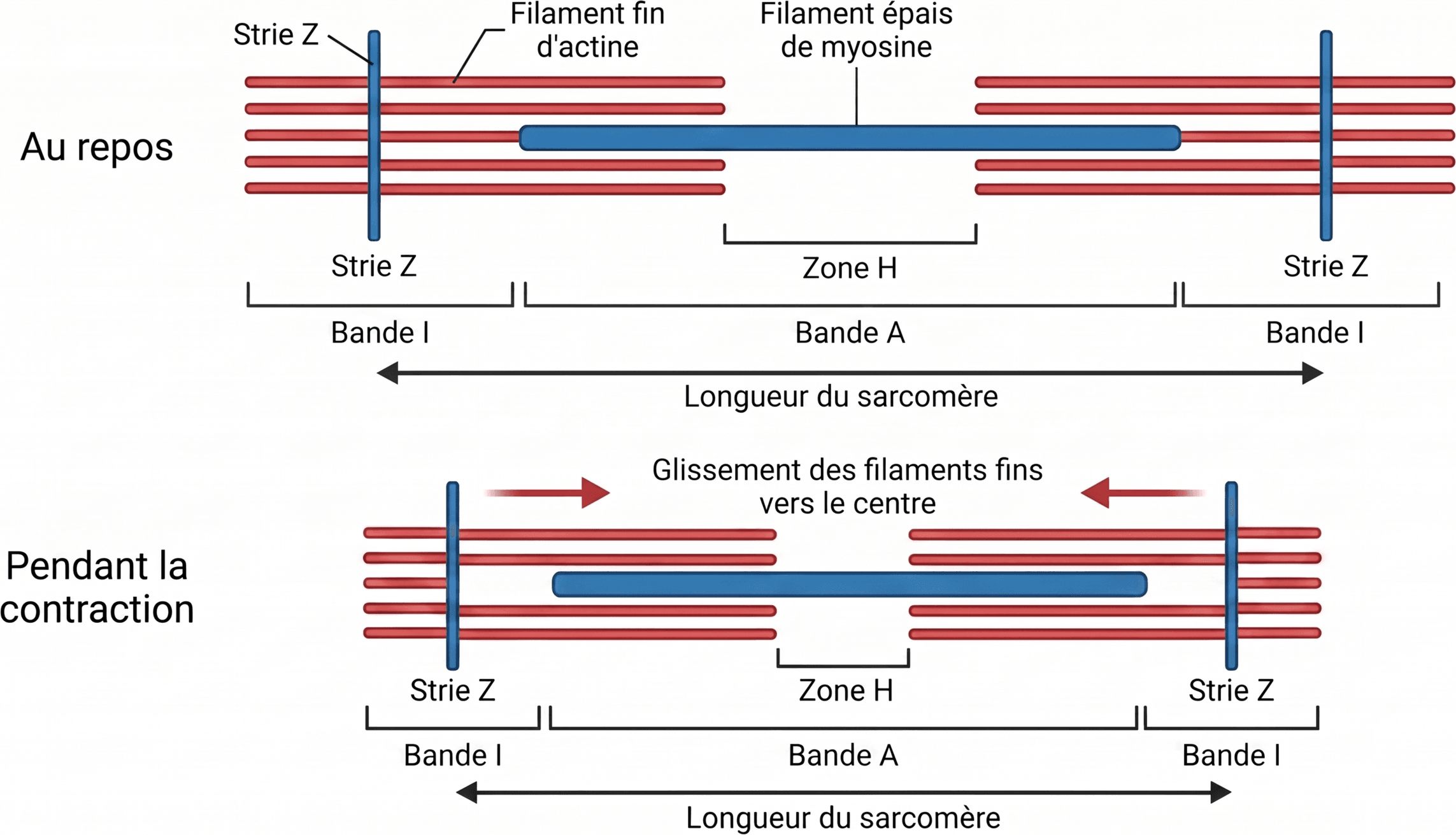 Glissement des filaments au cours de la contraction