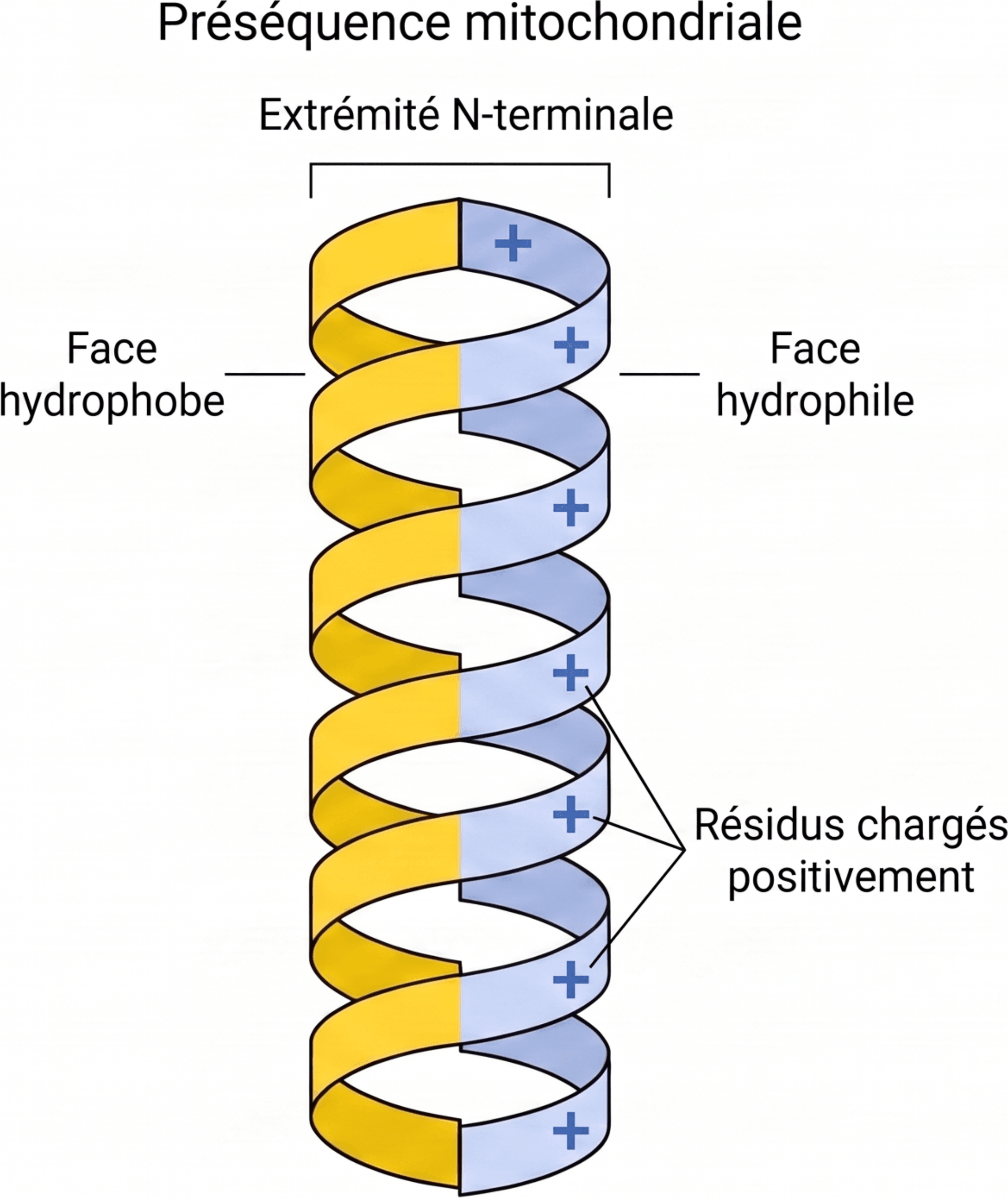 Organisation amphiphile d’une préséquence mitochondriale