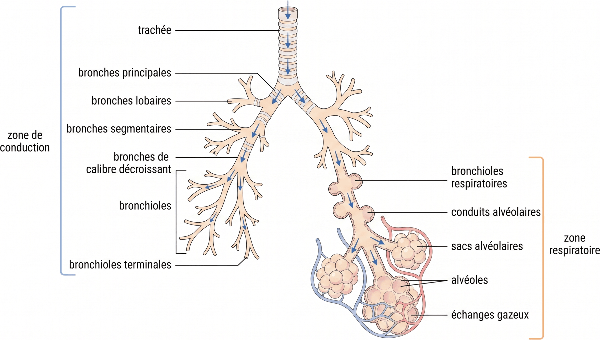 Hiérarchie de l’arbre bronchique et zones fonctionnelles